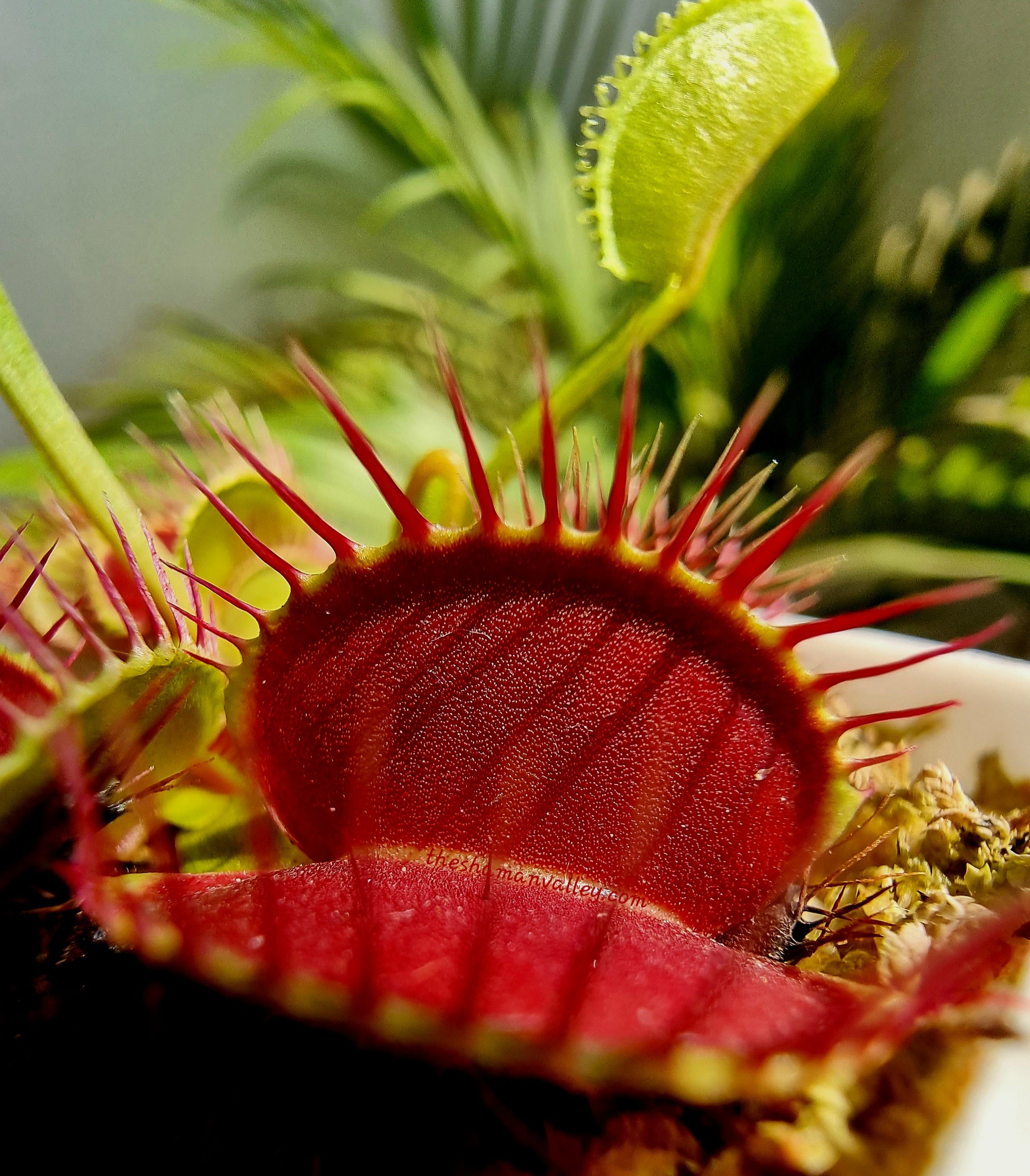 Why do carnivorous plants need water that is low in mineral content.  The  Shaman Valley
