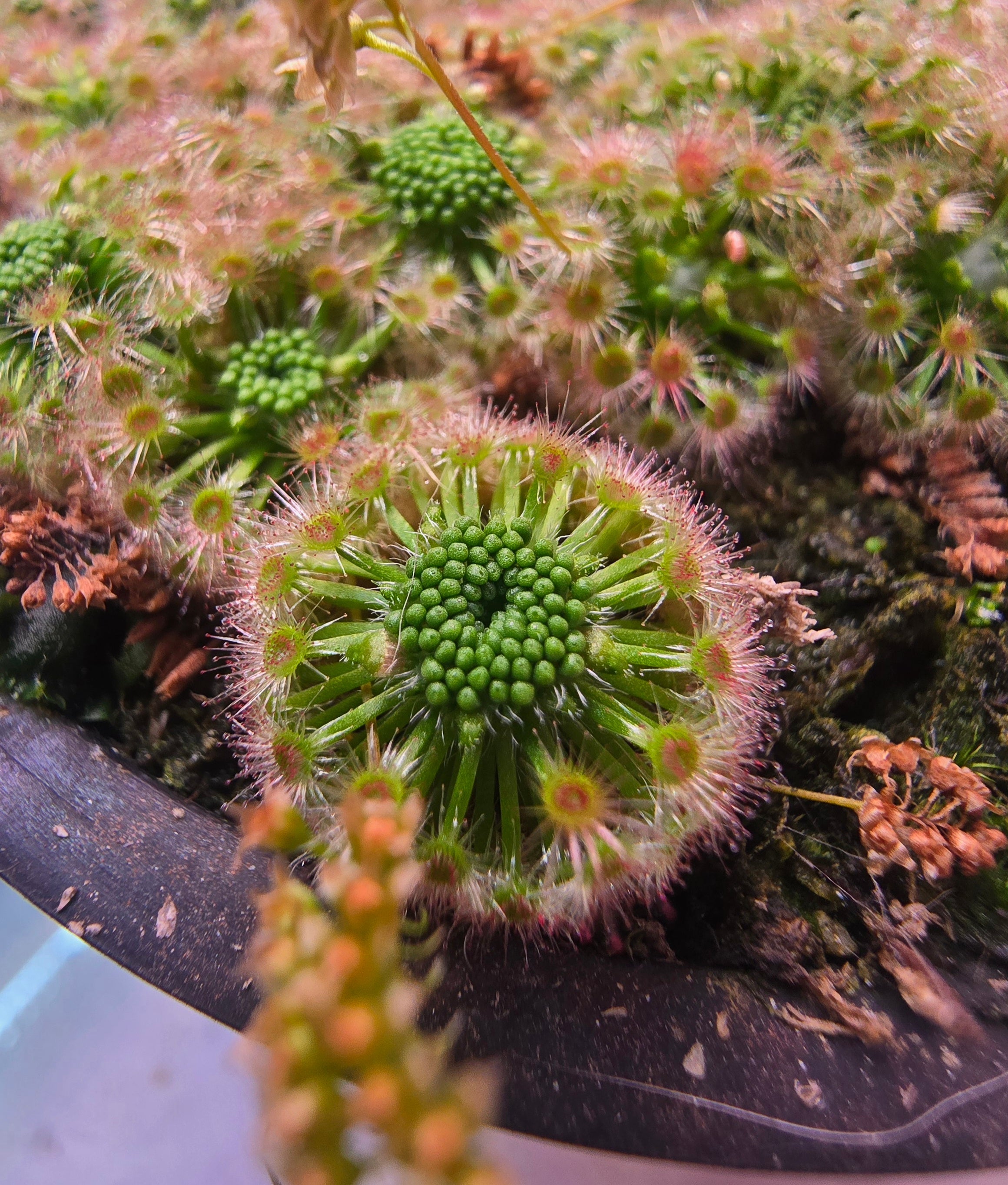 Pygmea Sundew Care Guide