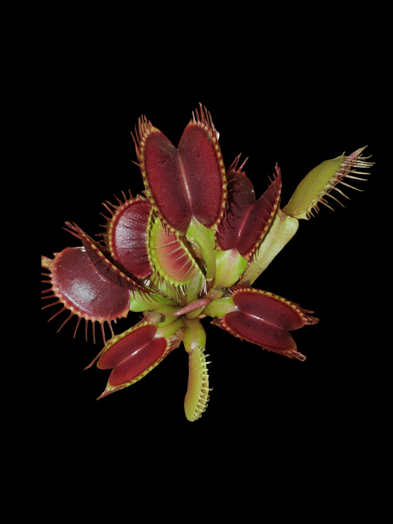 Venus Flytrap