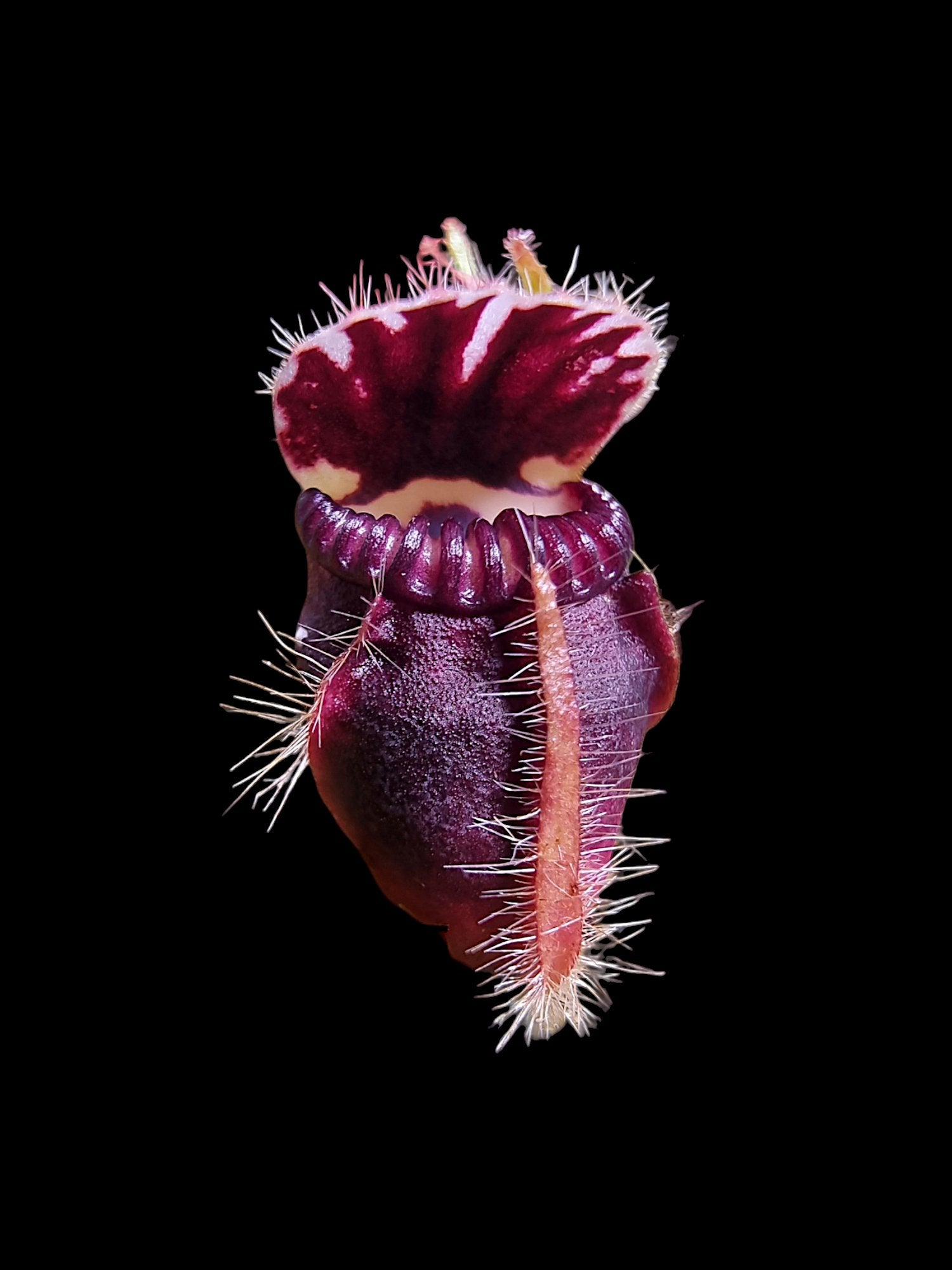 Cephalotus follicularis