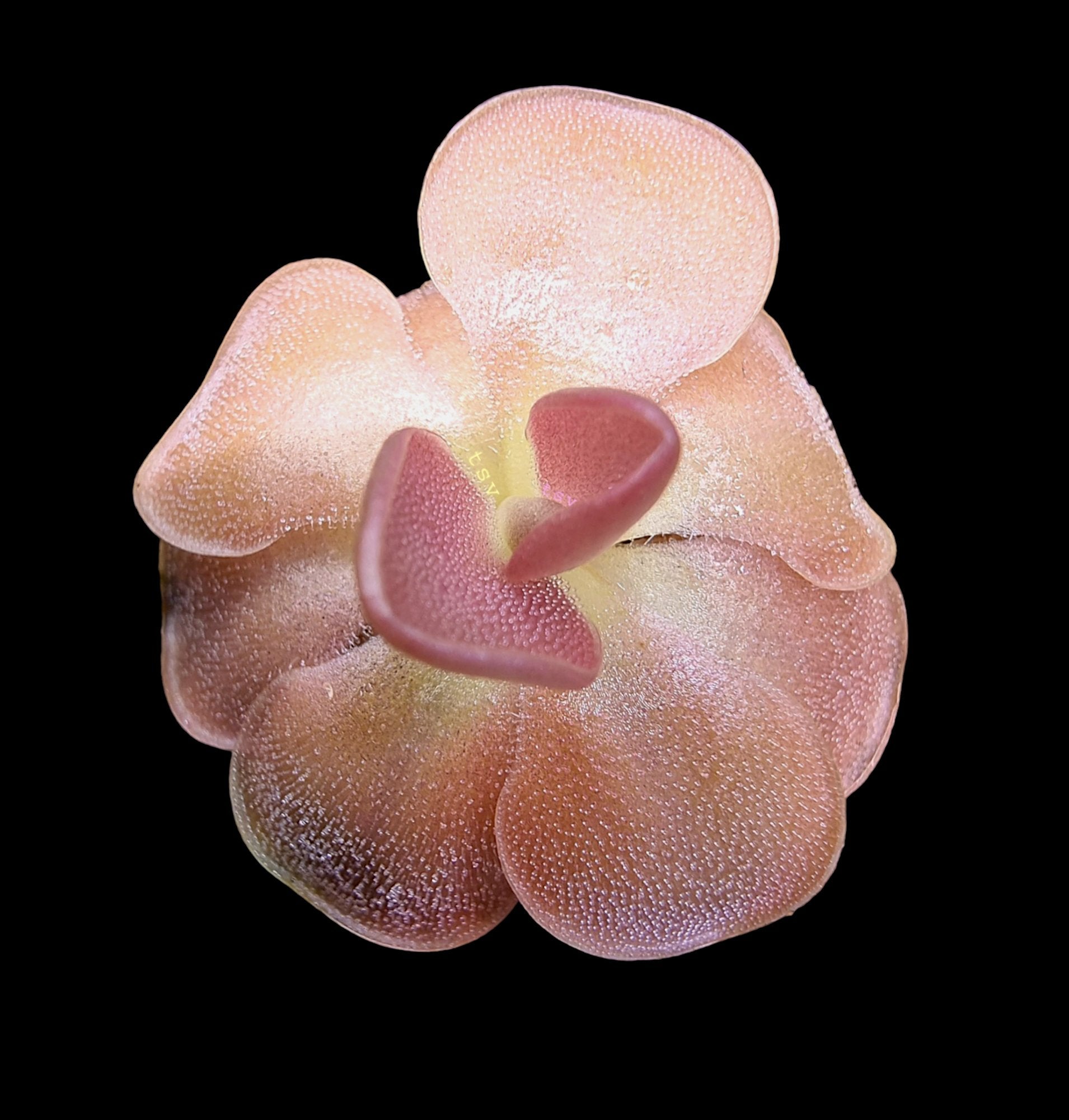Pinguicula