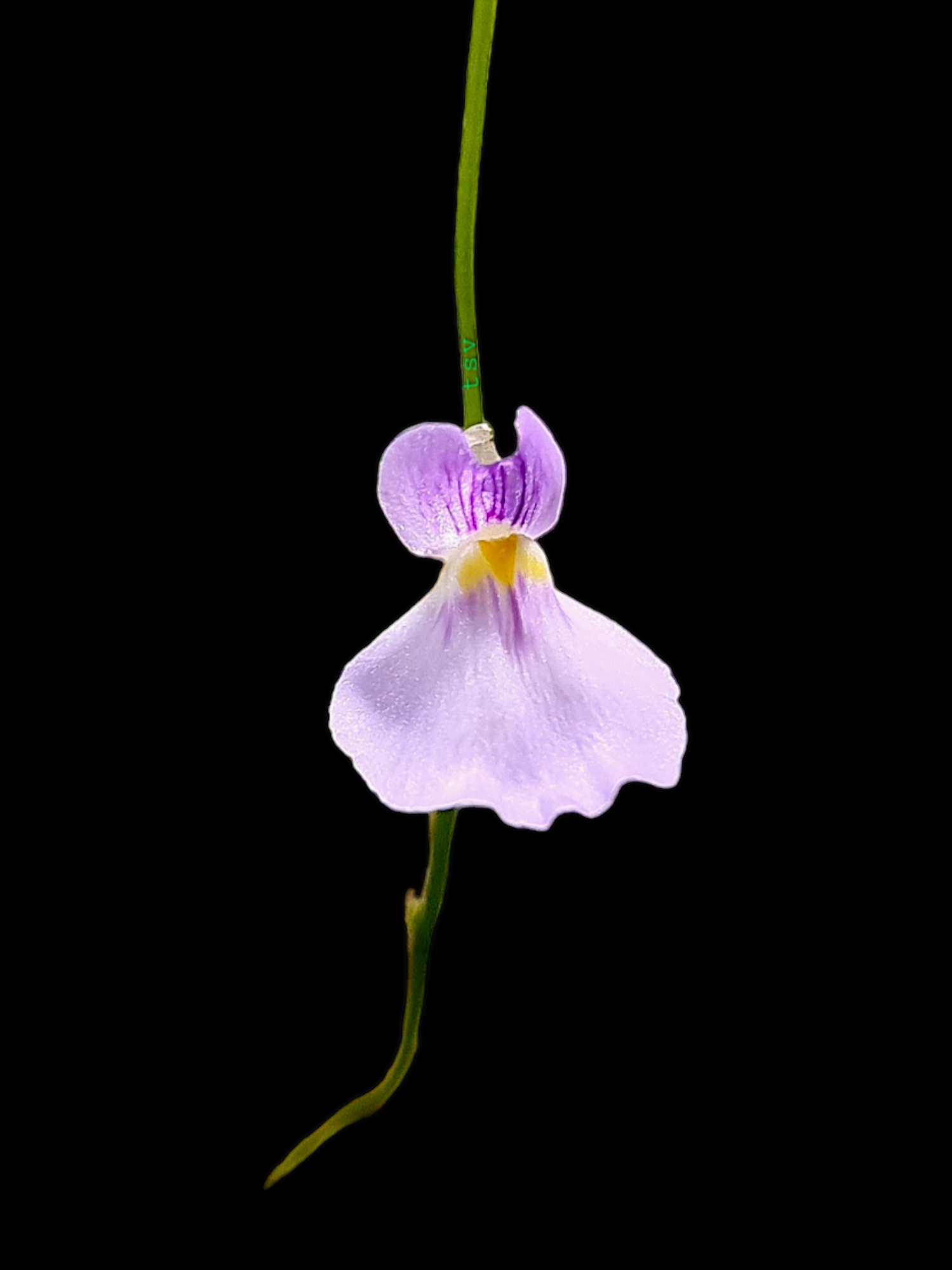 Utricularia