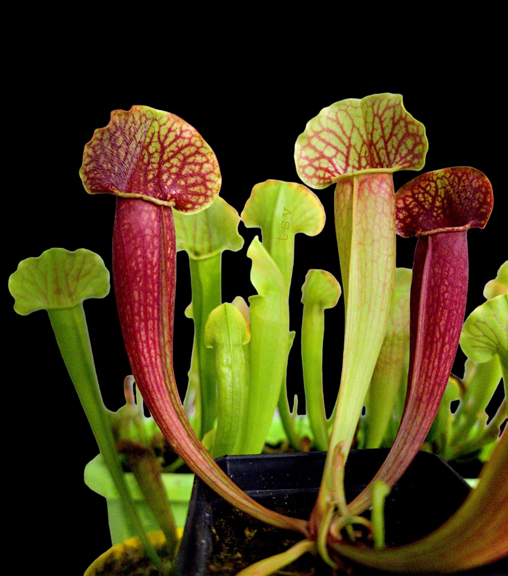 Sarracenia (Trumpet Pitcher Plant)