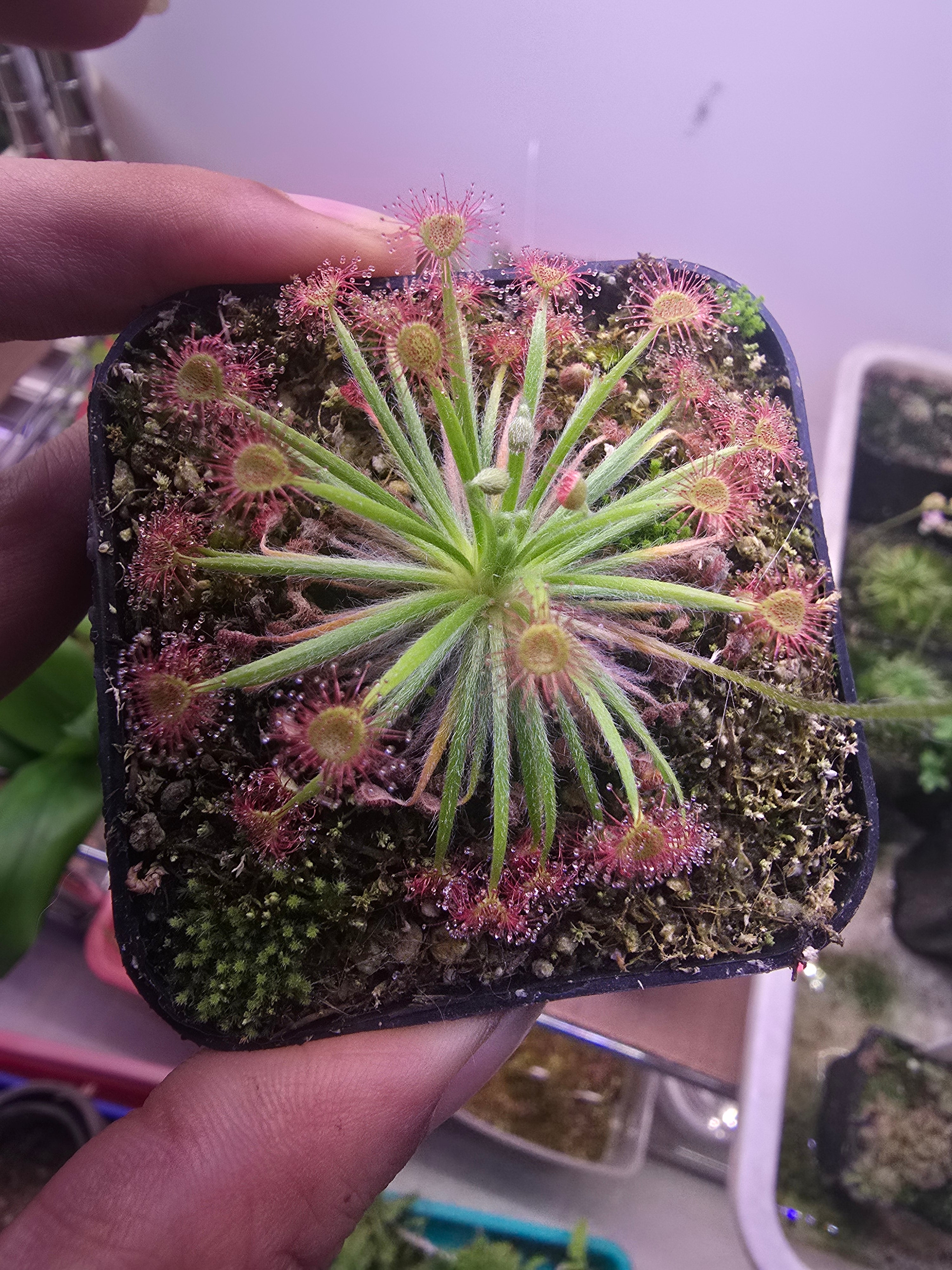 Drosera x peteolaris  complex