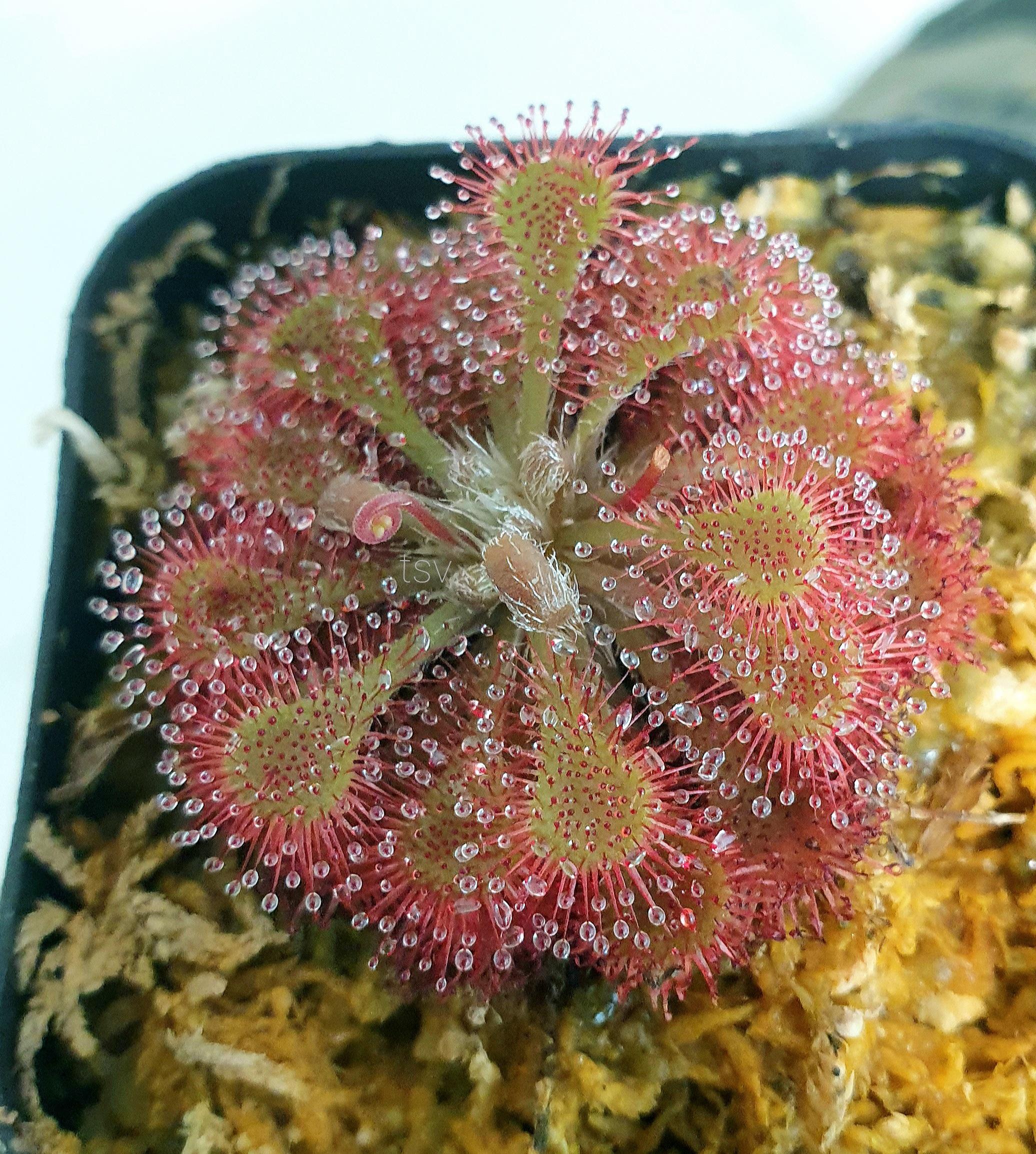 Drosera tokainsis
