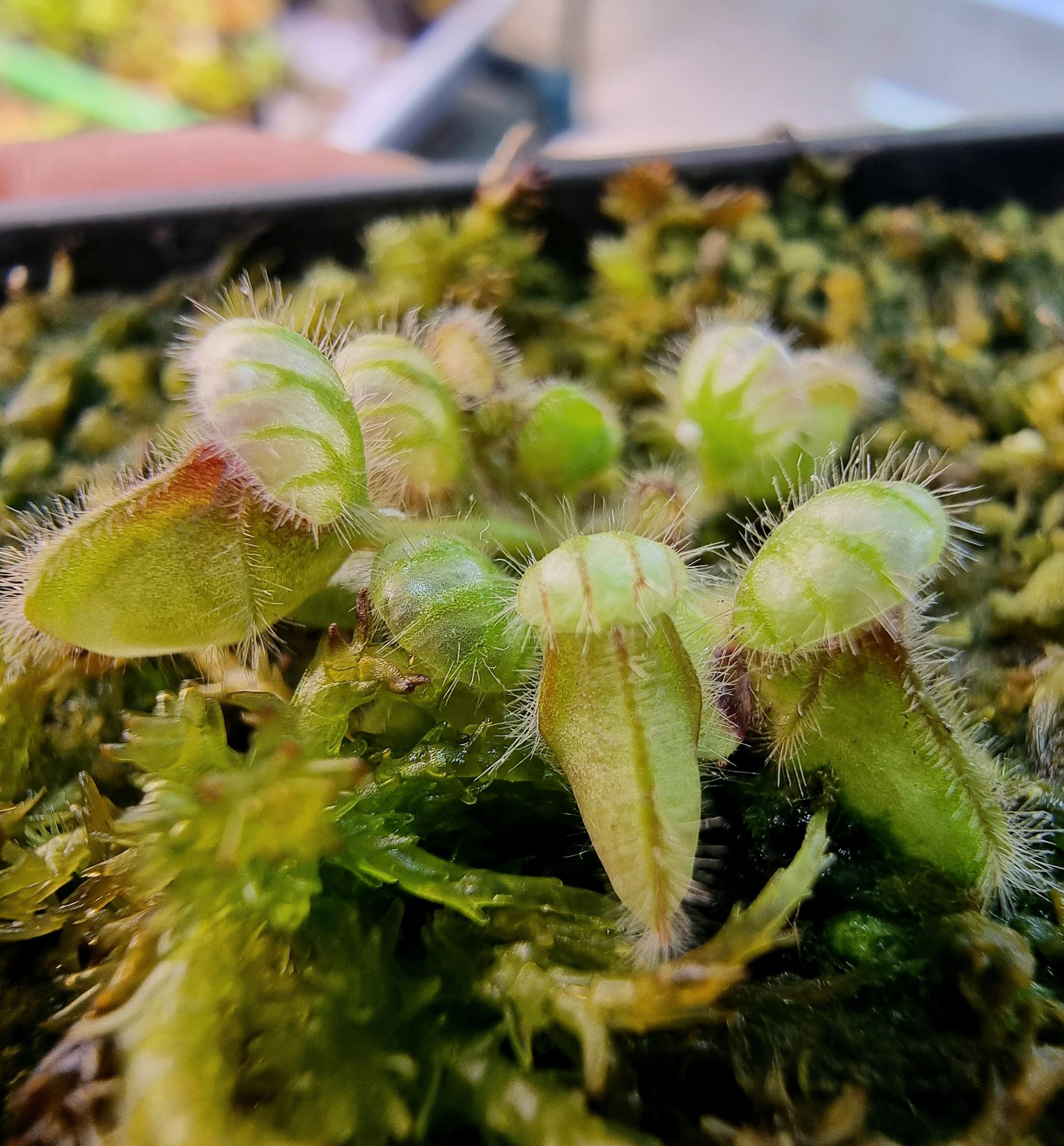Cephalotus follicularis