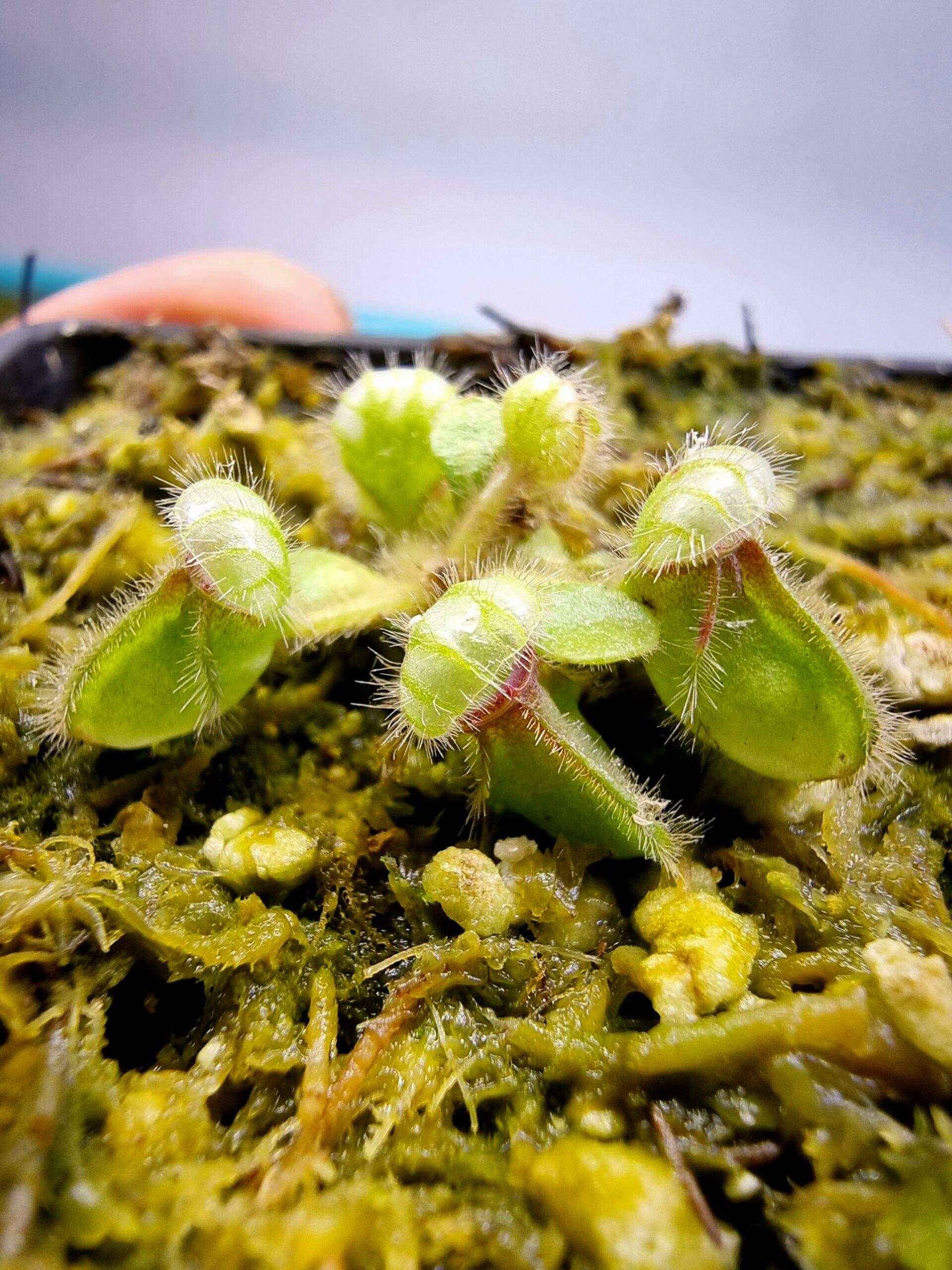 Cephalotus follicularis