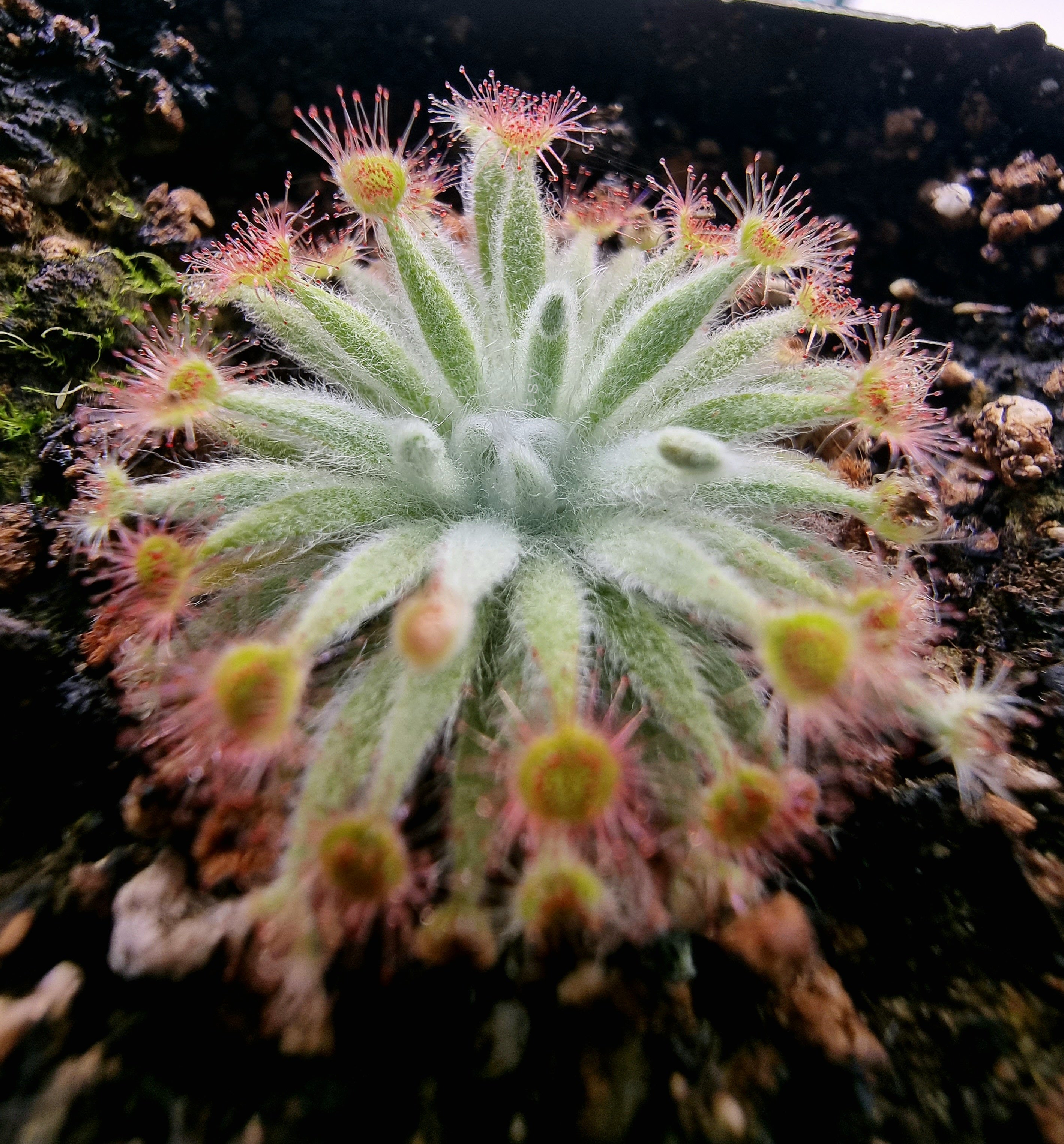Drosera Ordensis