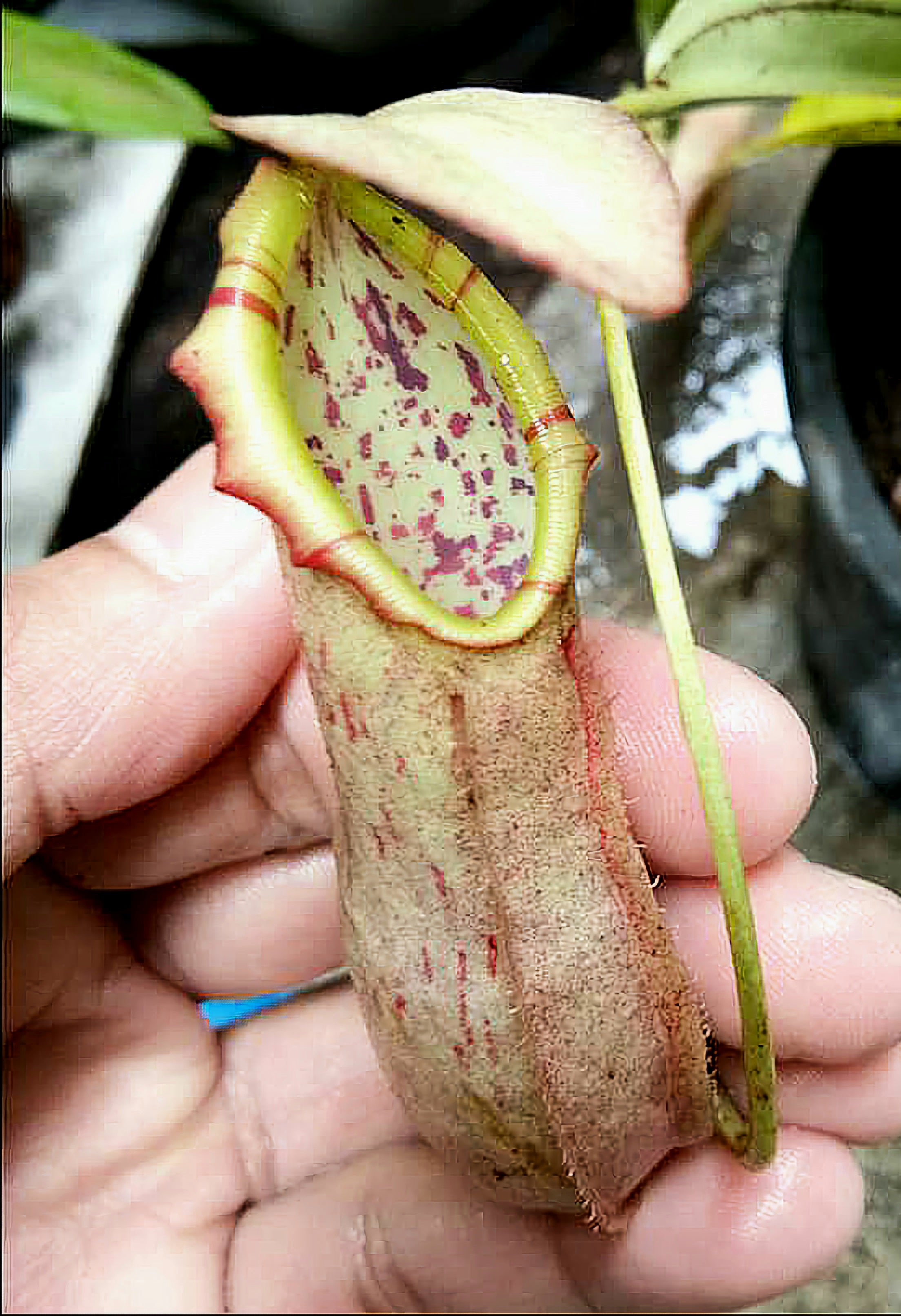 Nepenthes northiana