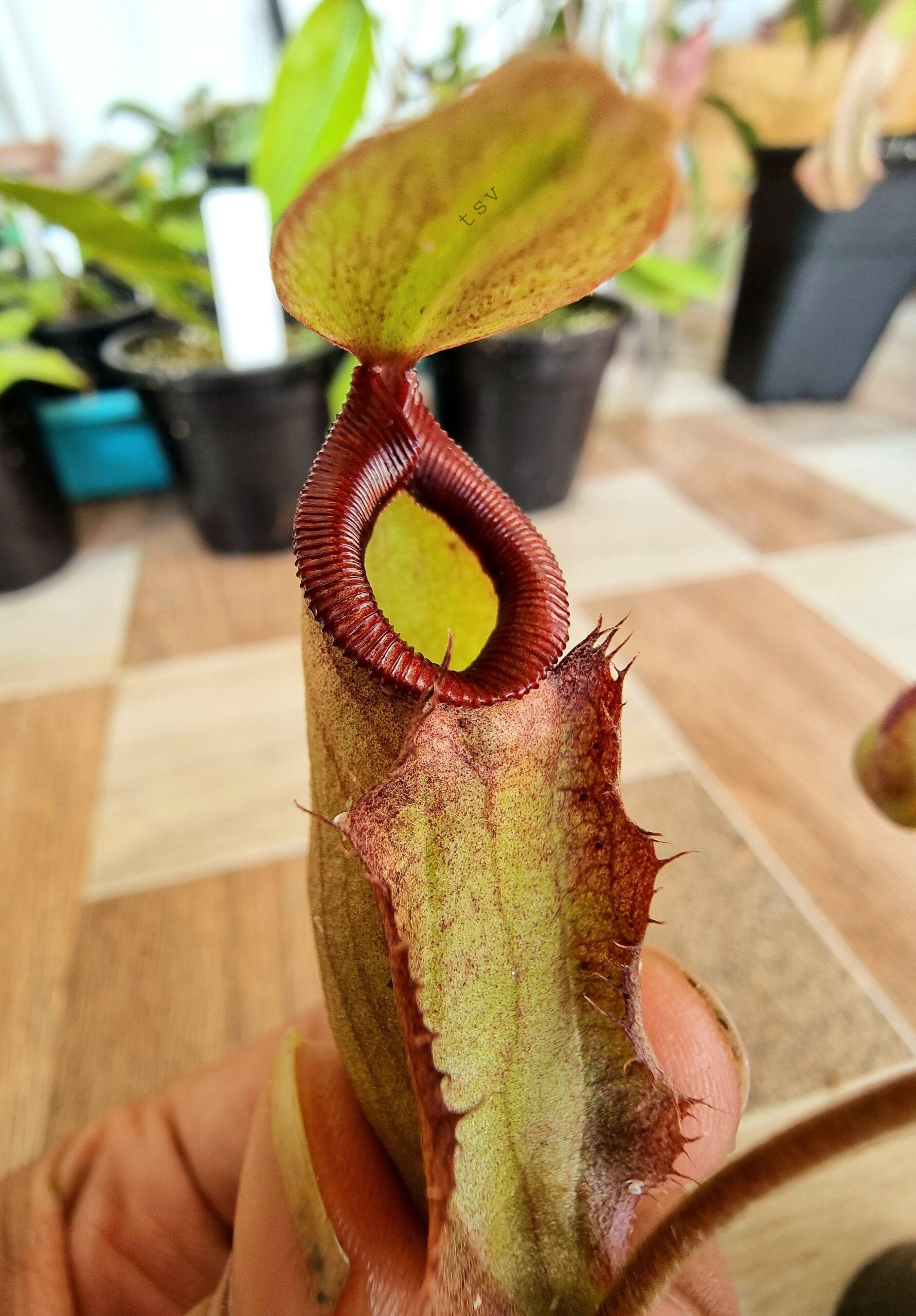 Nepenthes (rafflesiana x miribilis) x (lowii x Veitchii) x boschiana