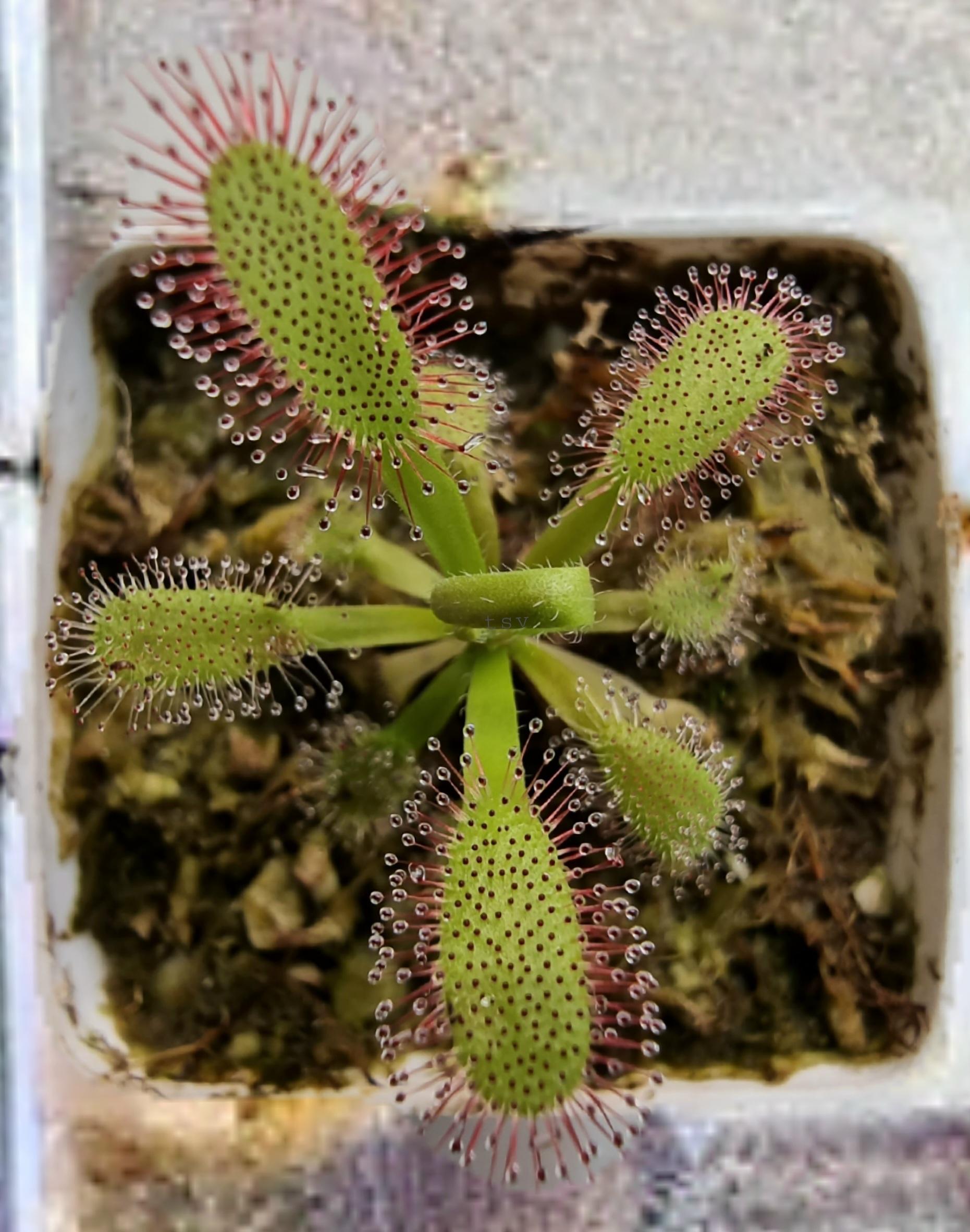 Drosera x hercules