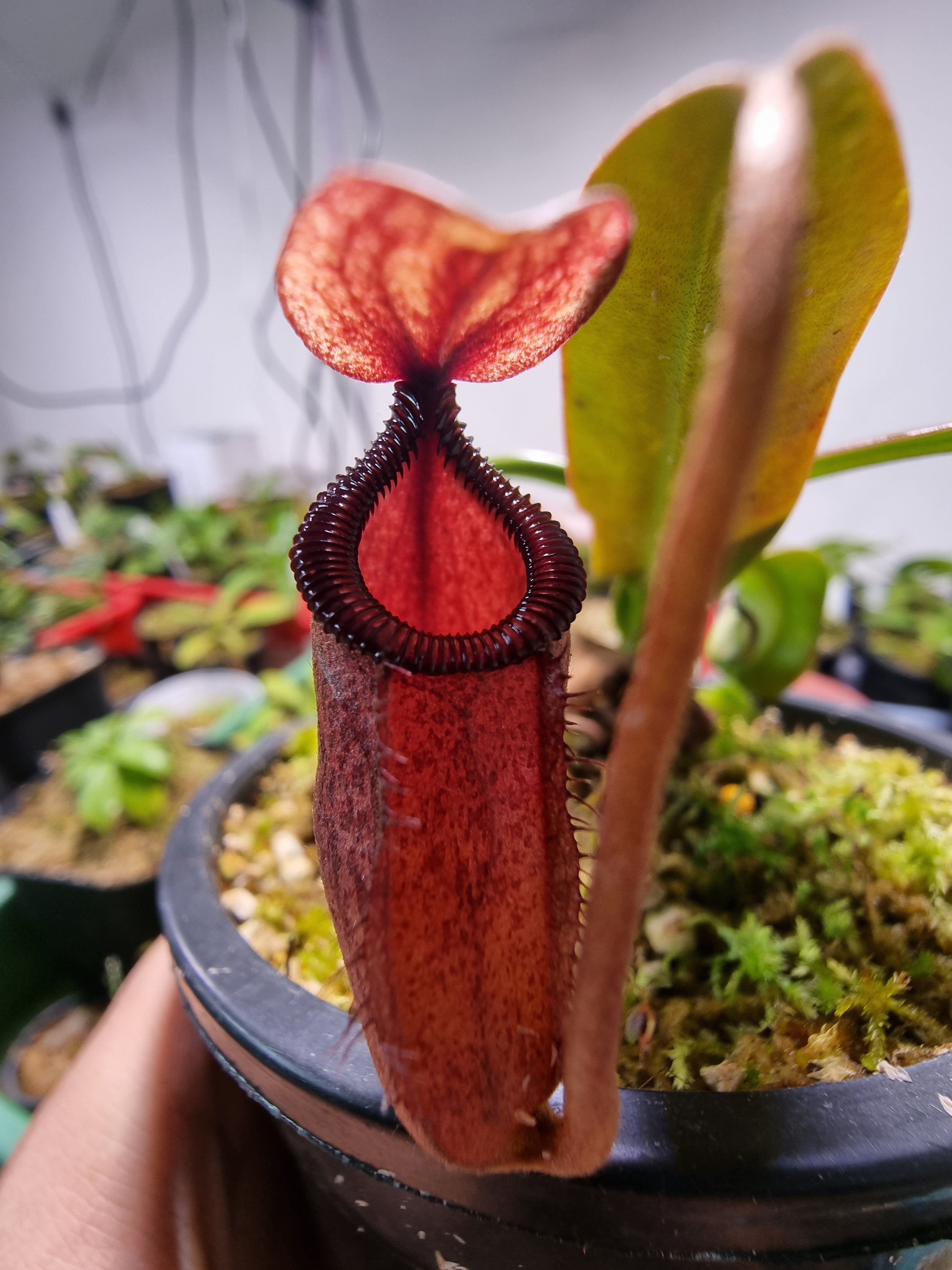 N. sibuyanensis x hamata BE-3562