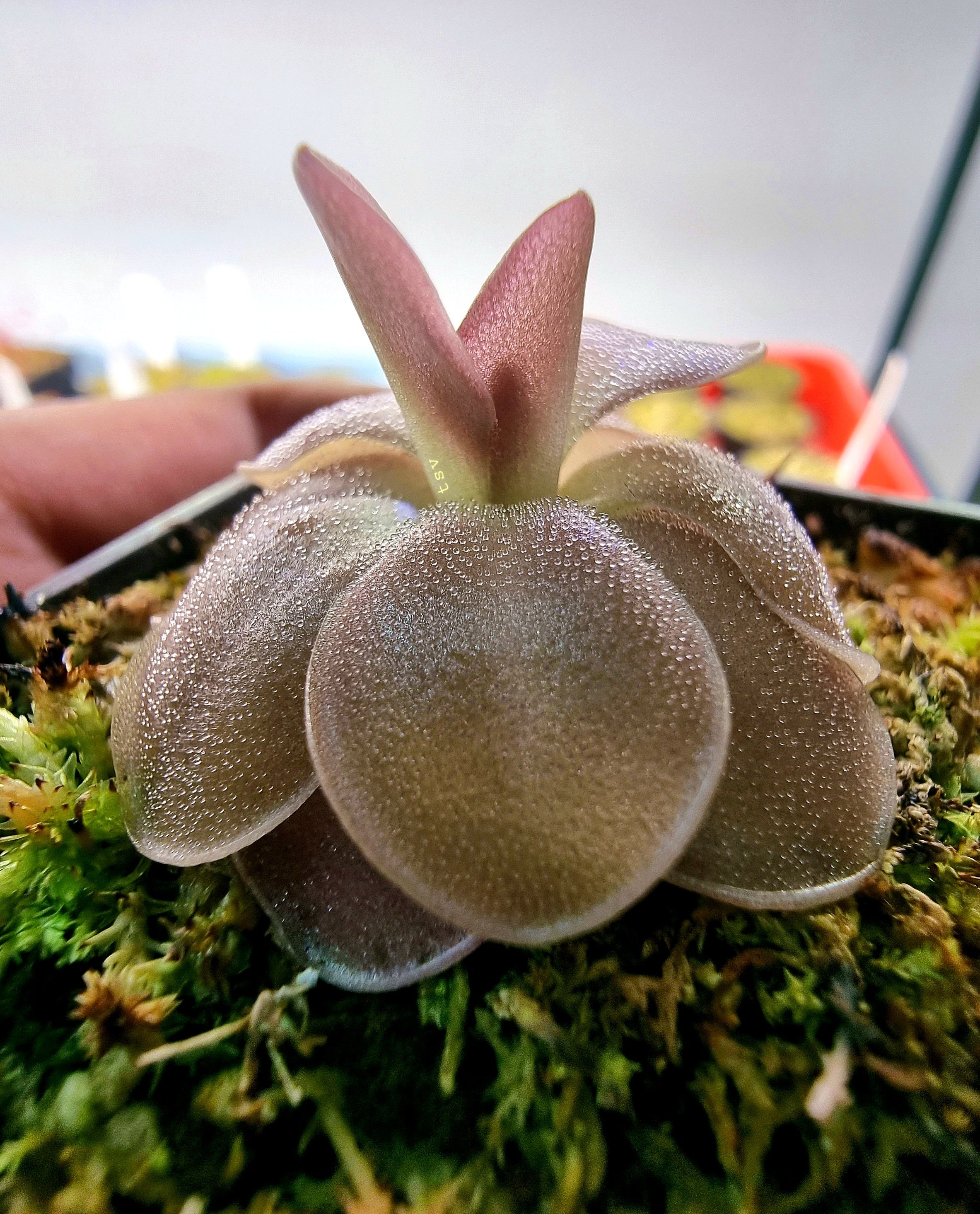 Pinguicula tina x gigantea