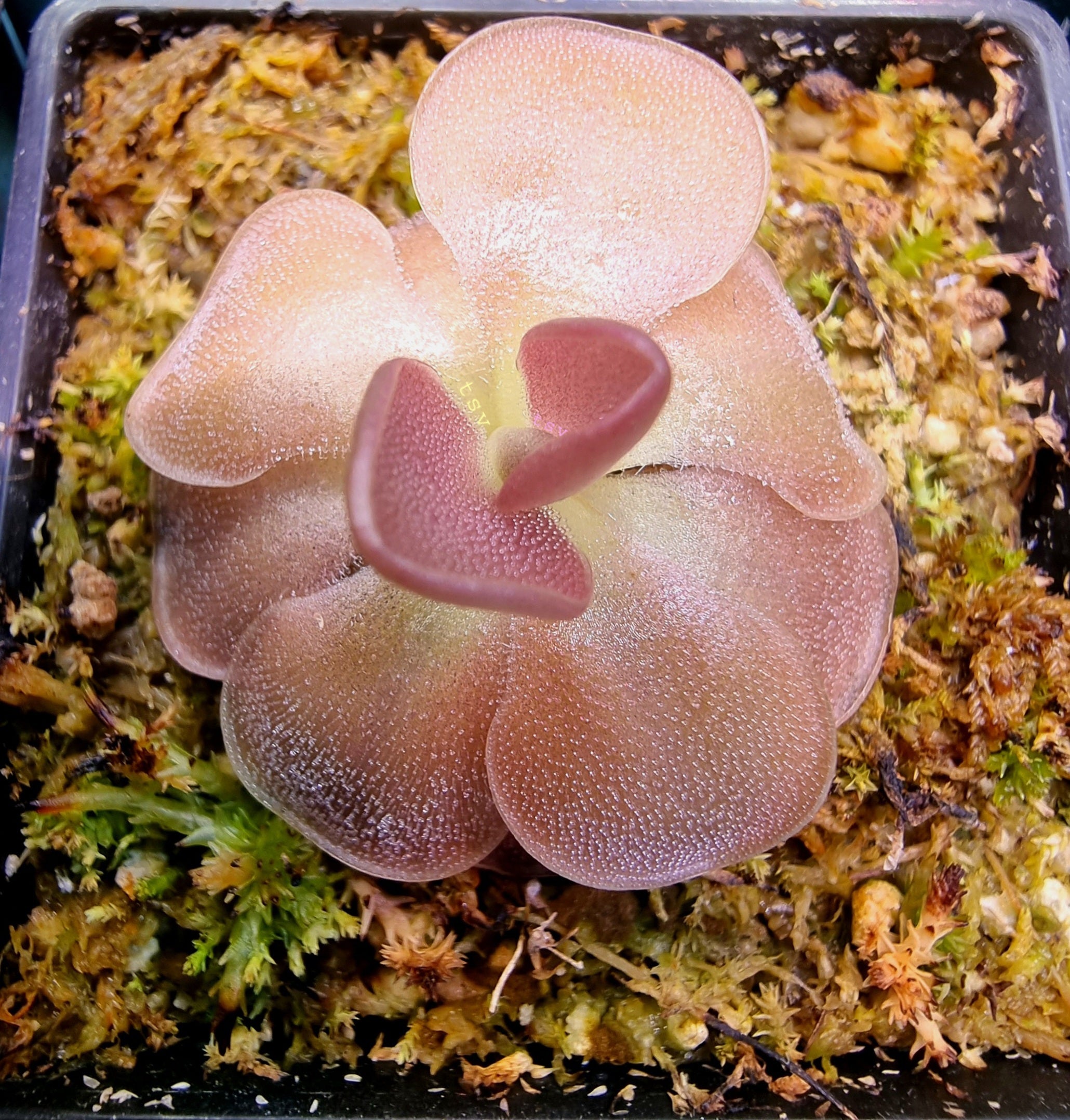 Pinguicula tina x gigantea