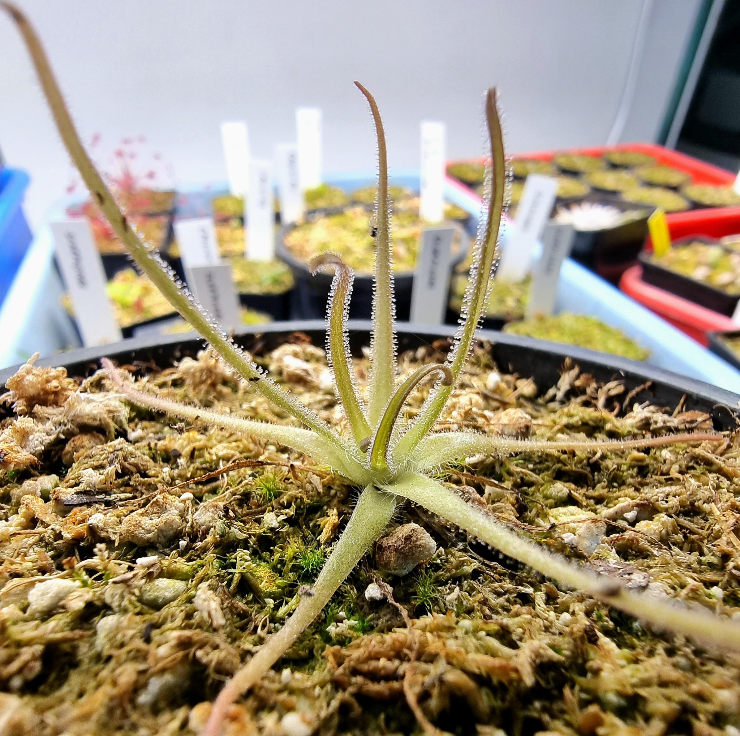 Pinguicula gypsicola