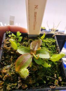 Nepenthes merrilliana