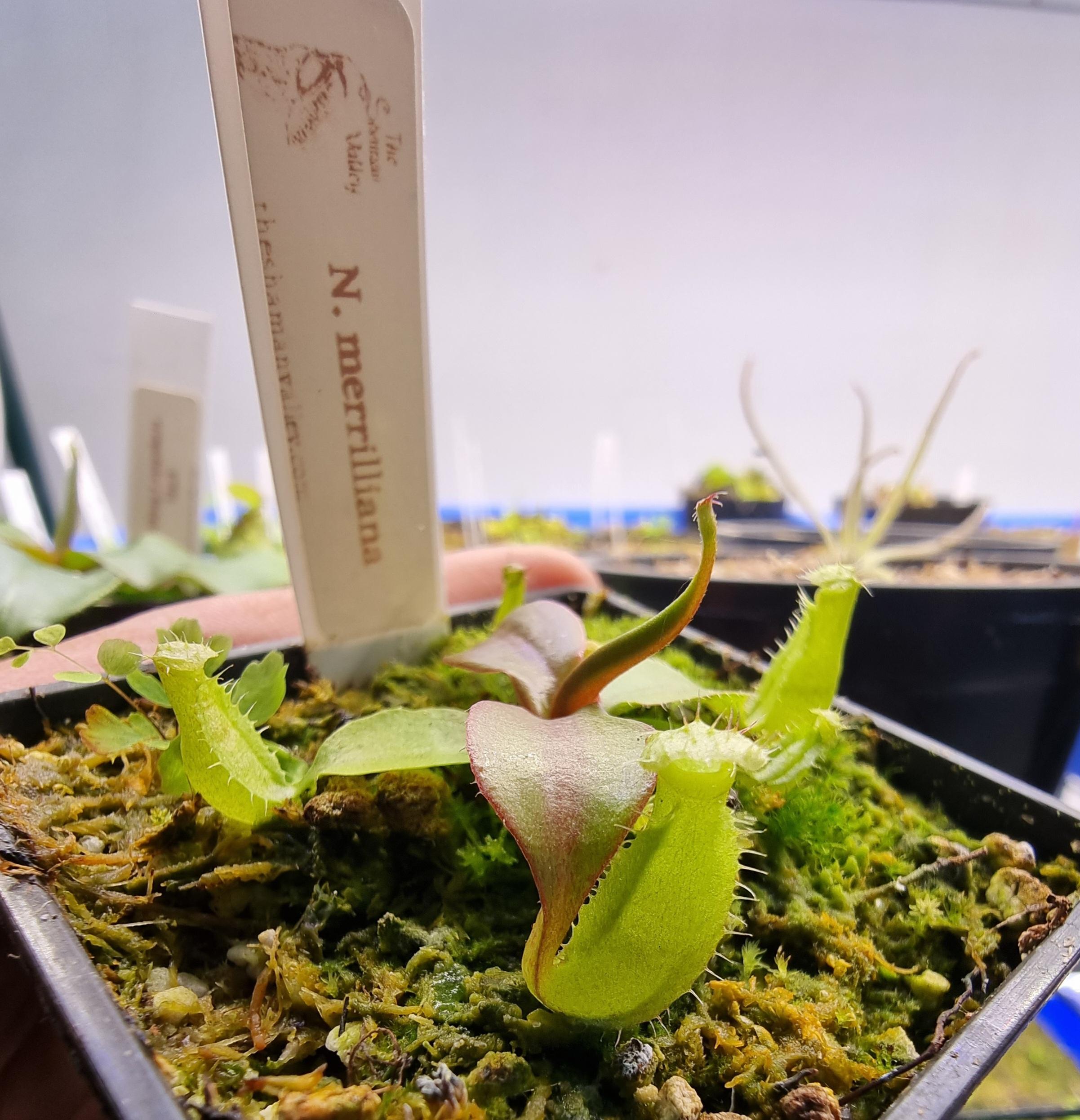 Nepenthes merrilliana