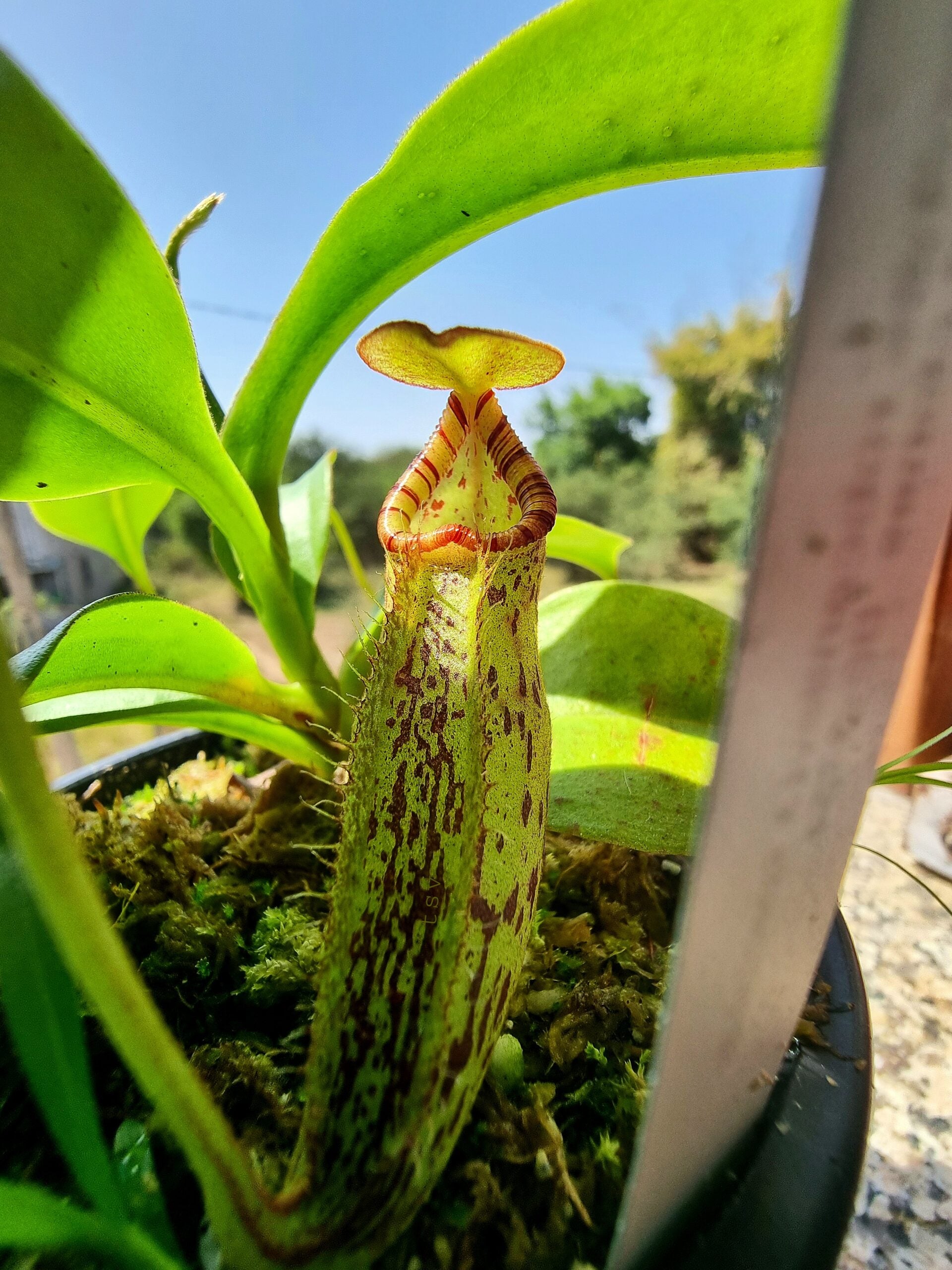 Nepenthes robcantleyi x spectabilis, BE-3754
