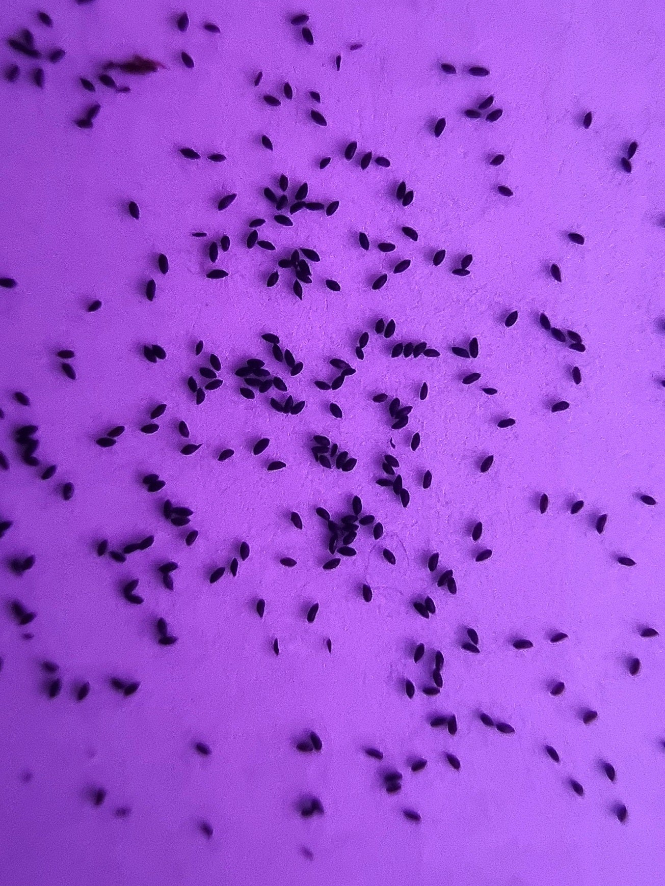 Drosera tomentosa var. Glabrata (pack of 50 seeds)