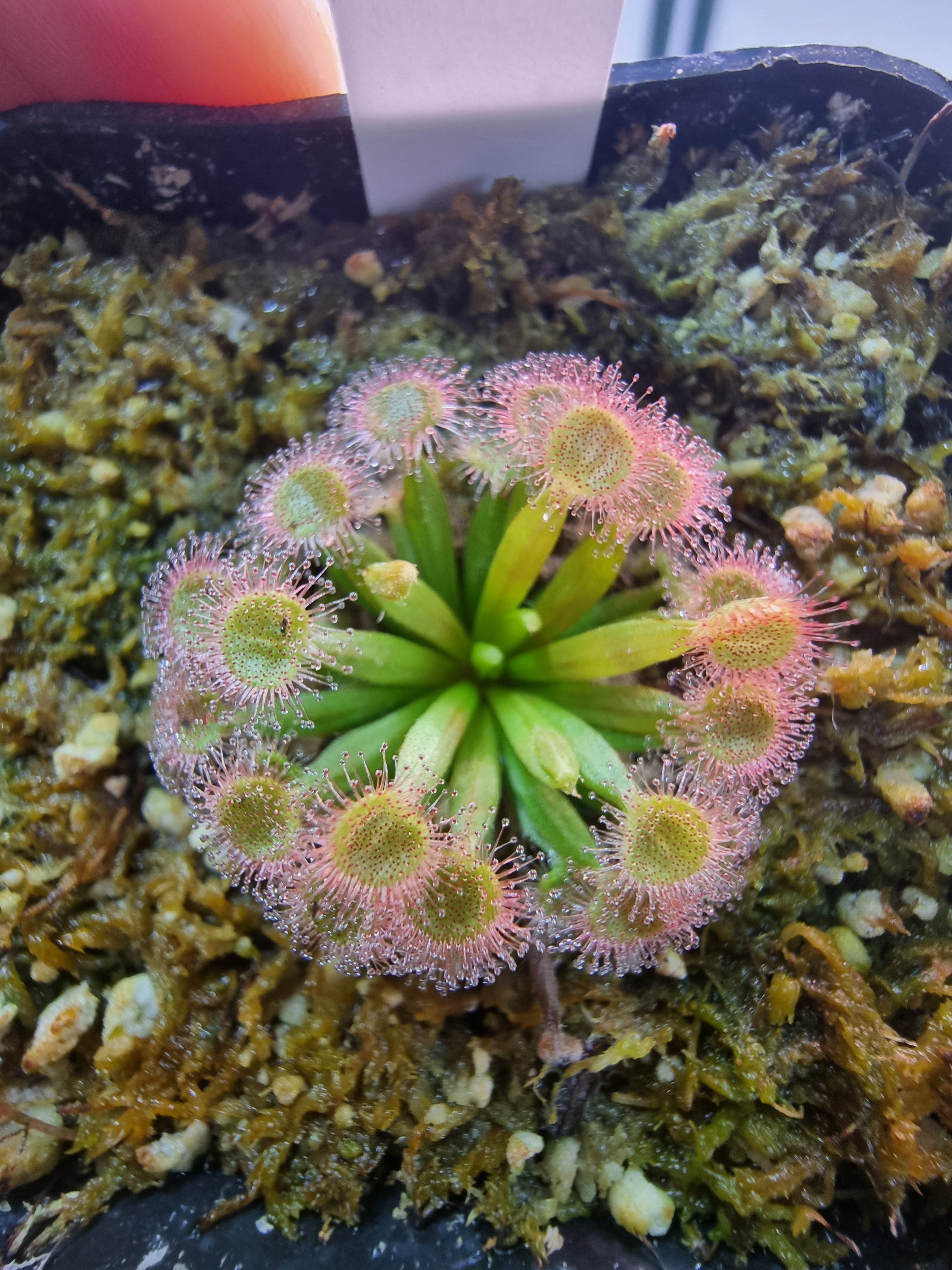 Drosera darwinensis