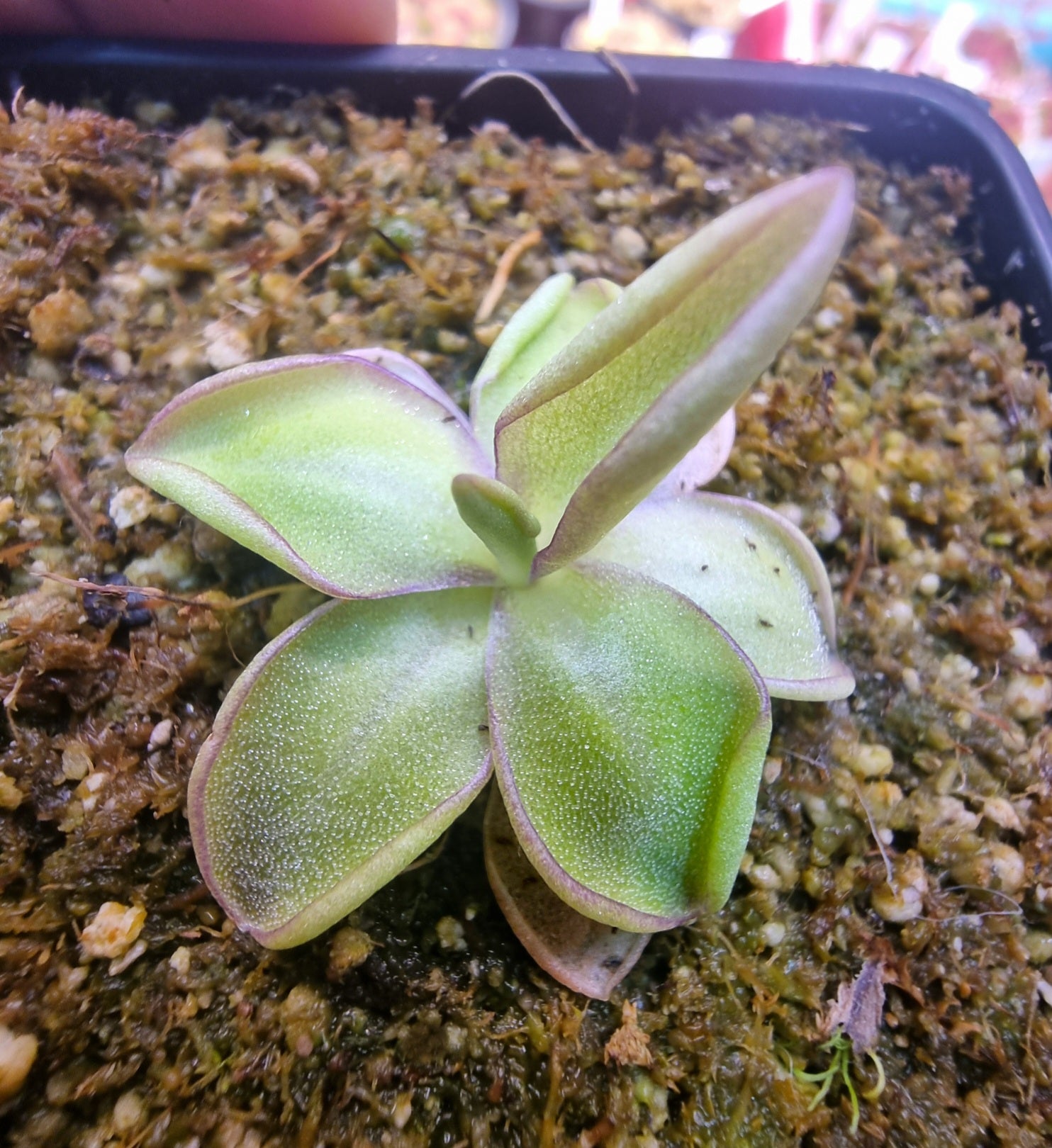 Pinguicula el cosmos