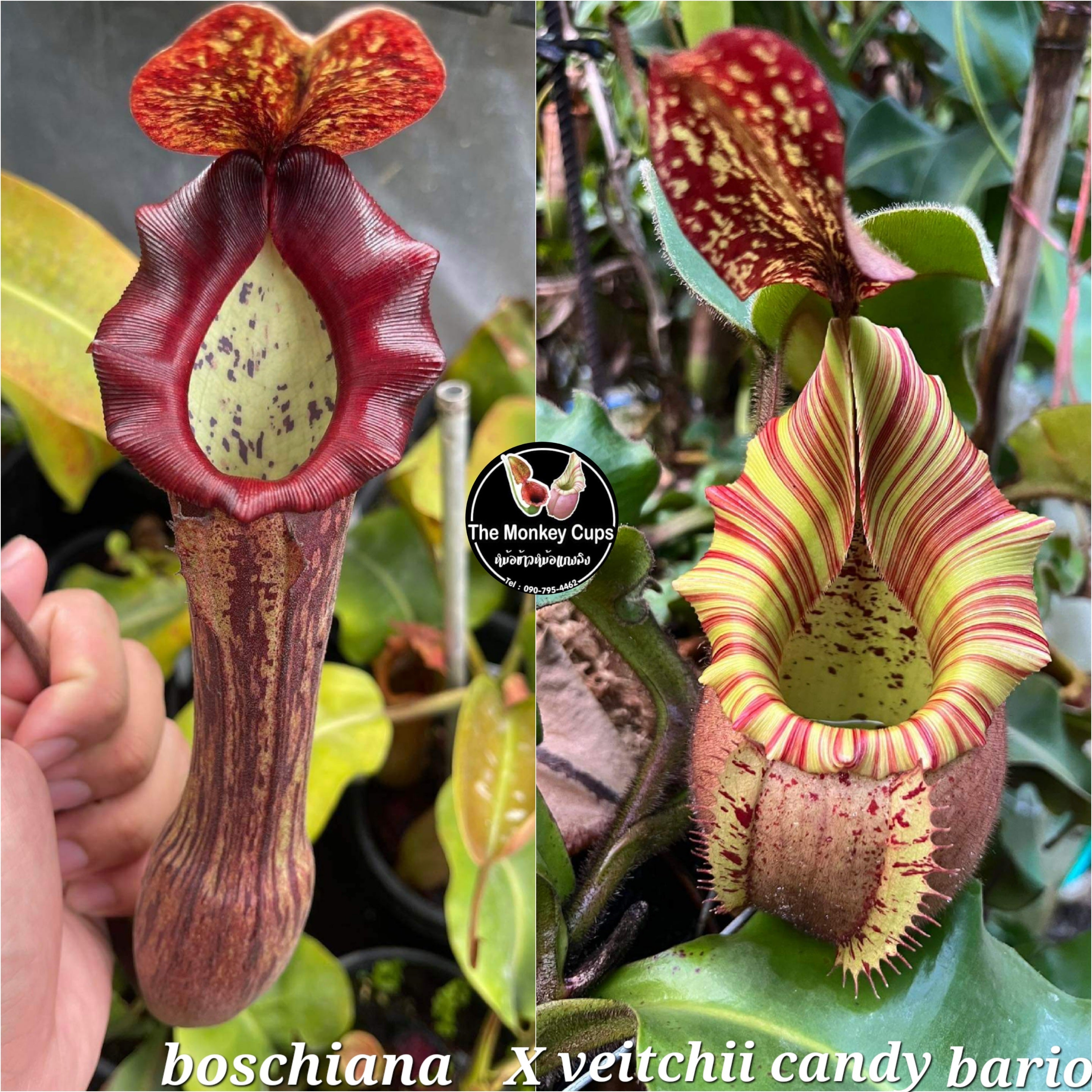 Nepenthes boschiana x veitchii candy bario
