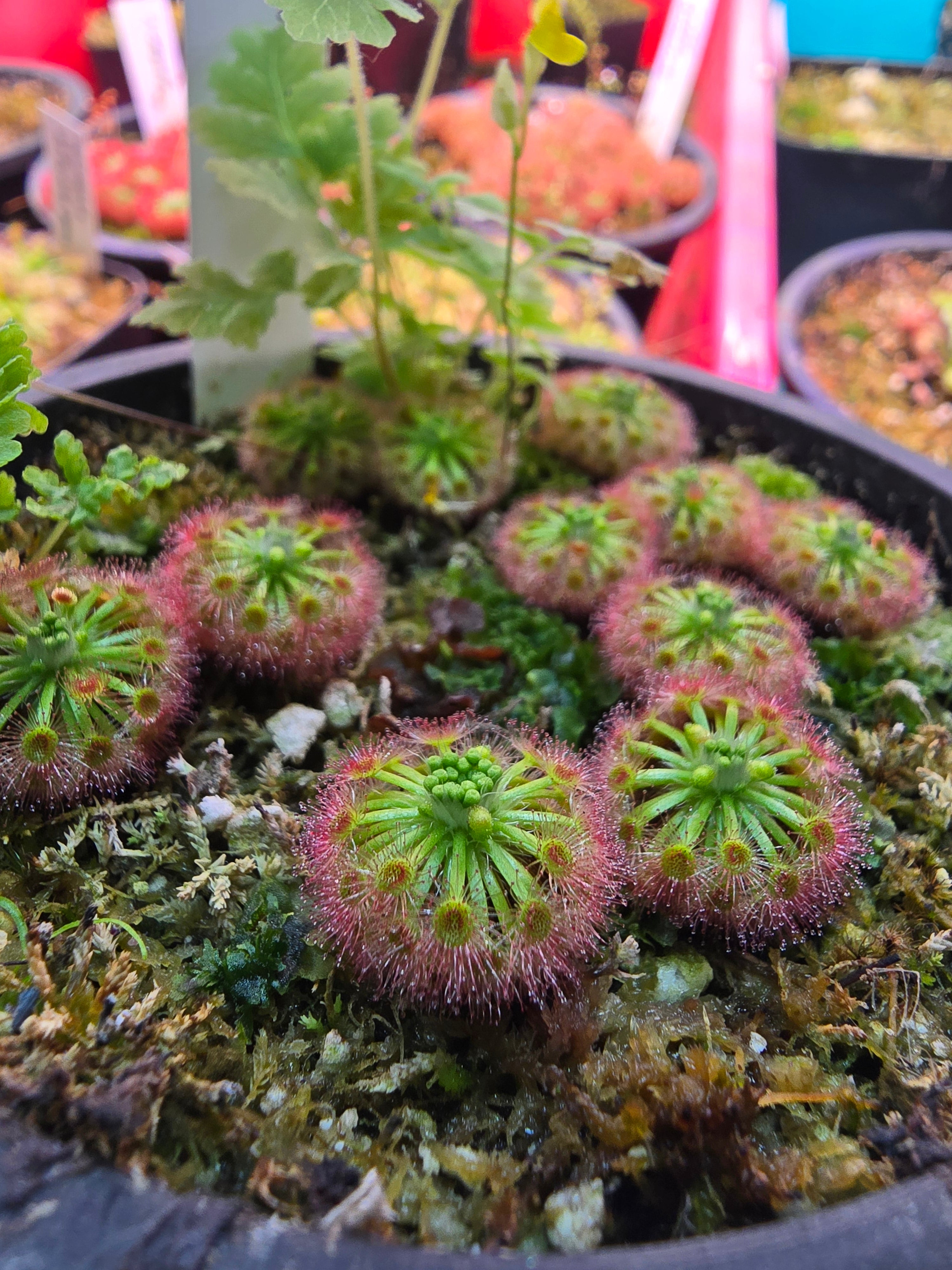 Drosera callistos