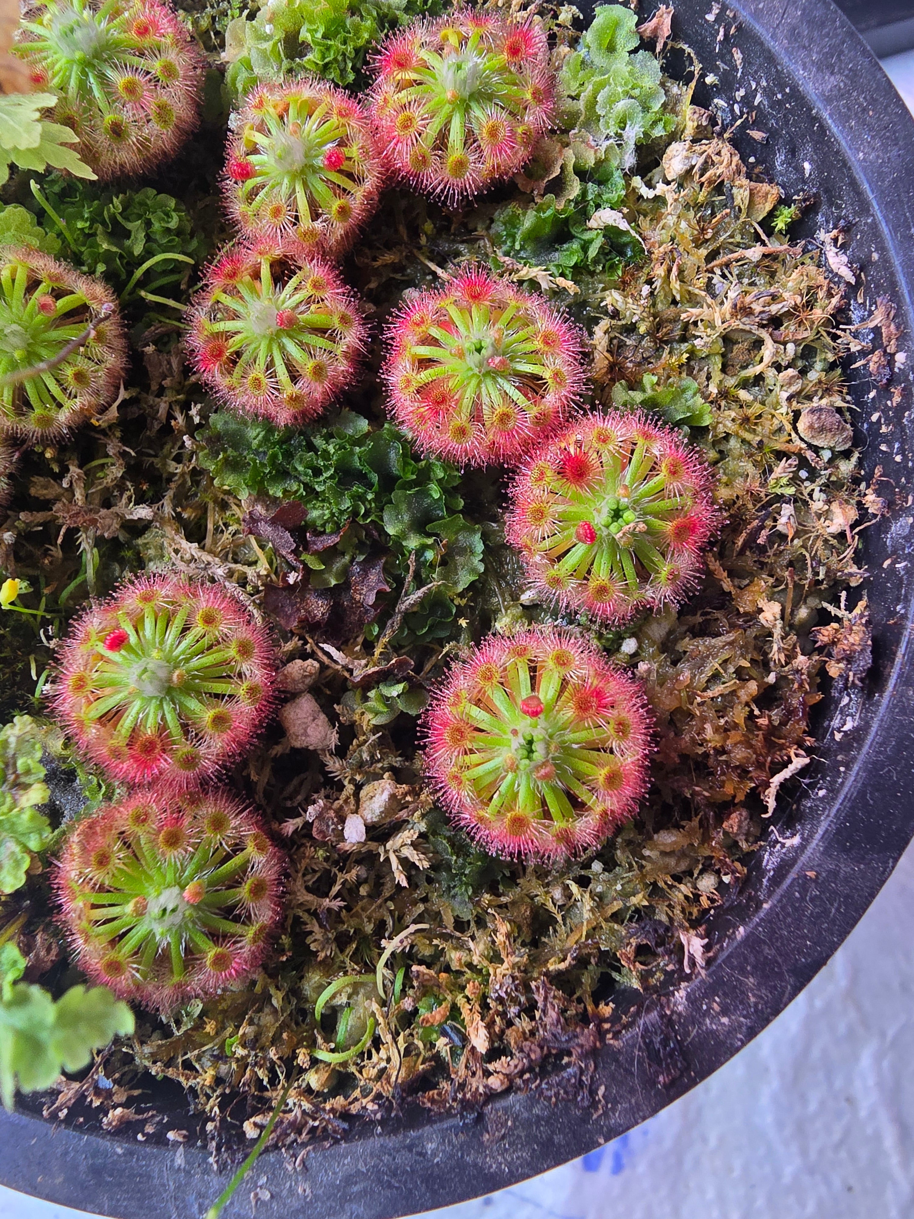 Drosera callistos (5x gemmae)