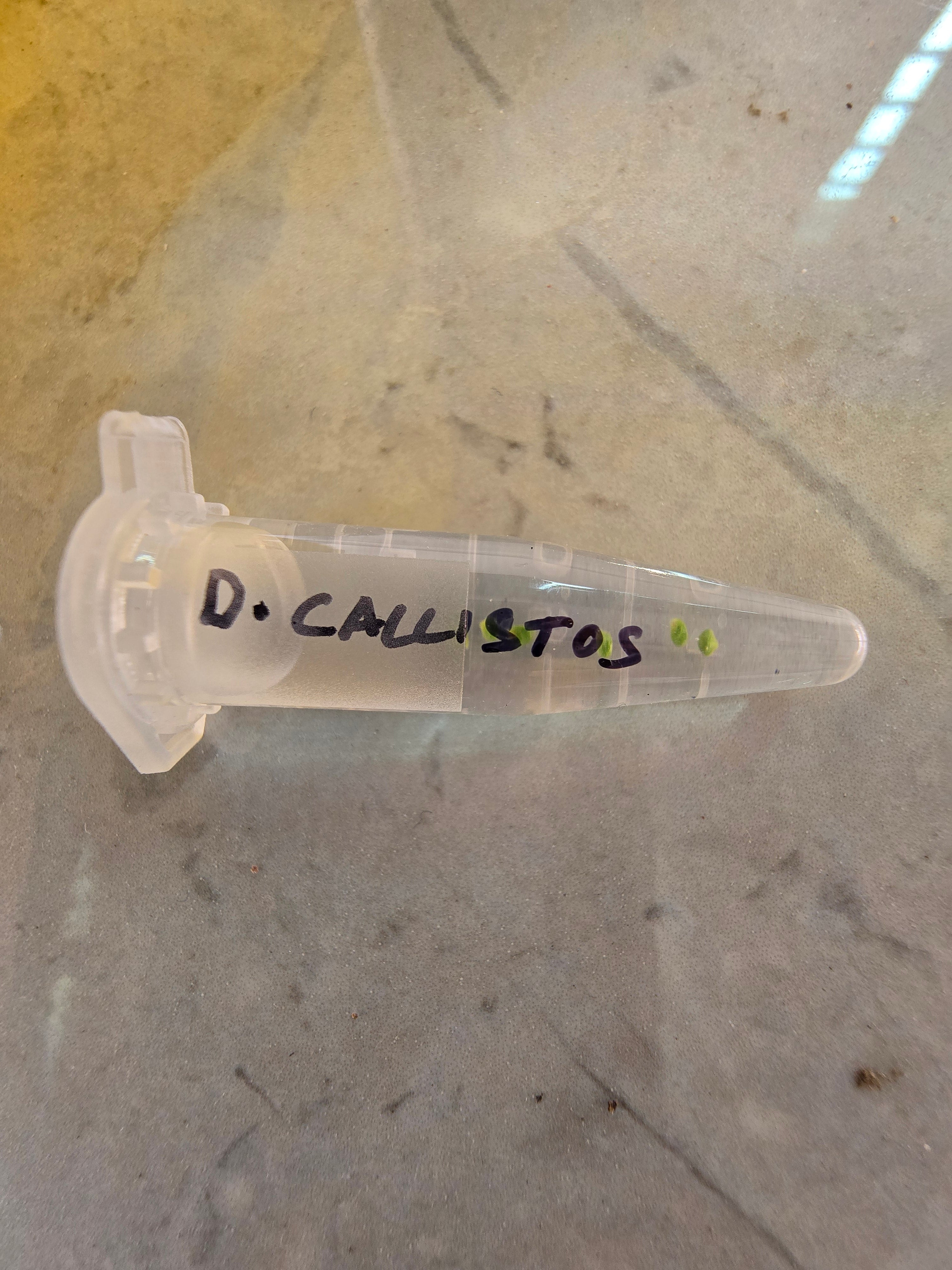 Drosera callistos (5x gemmae)