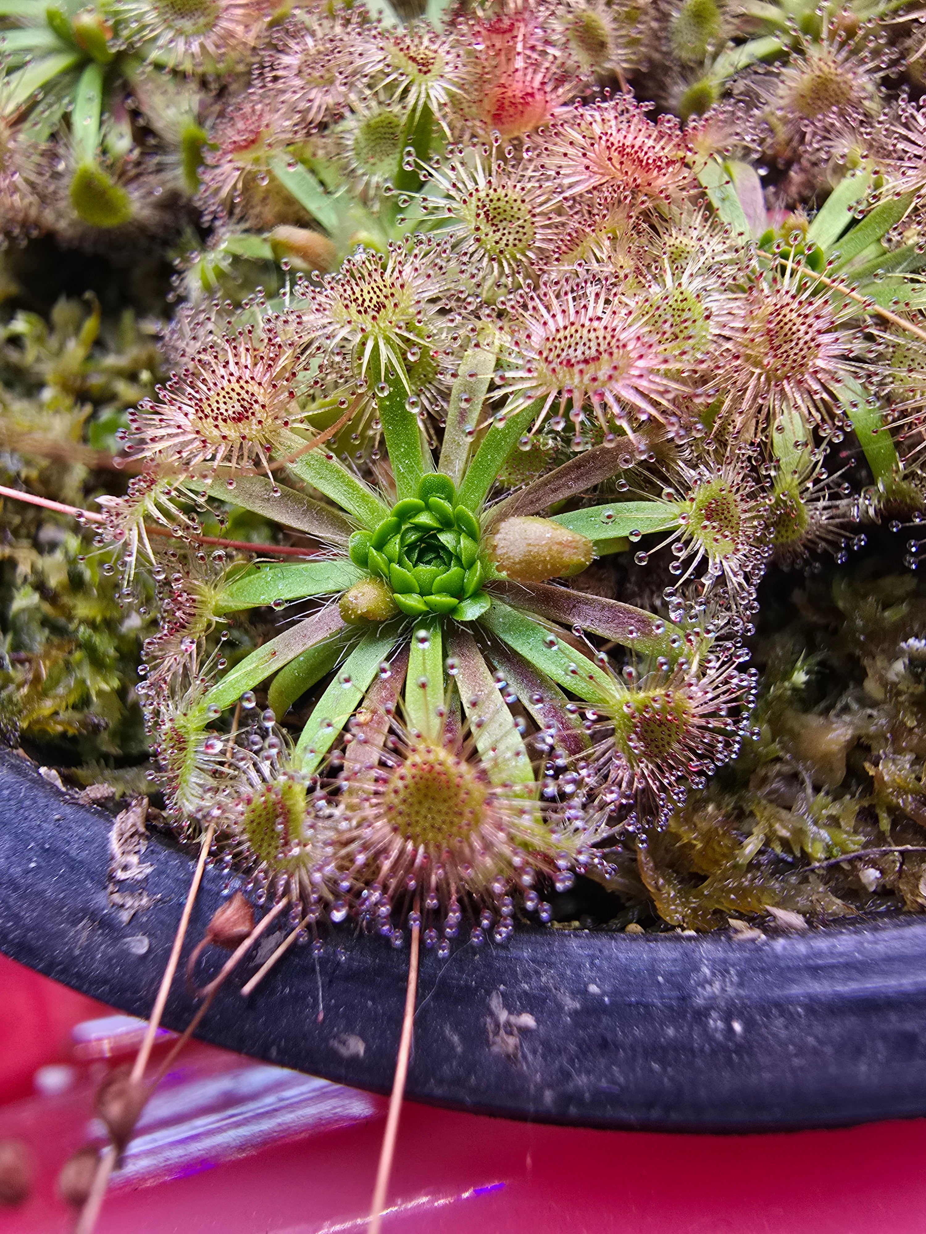 Drosera omissa x pulchella (10 x gemmae)
