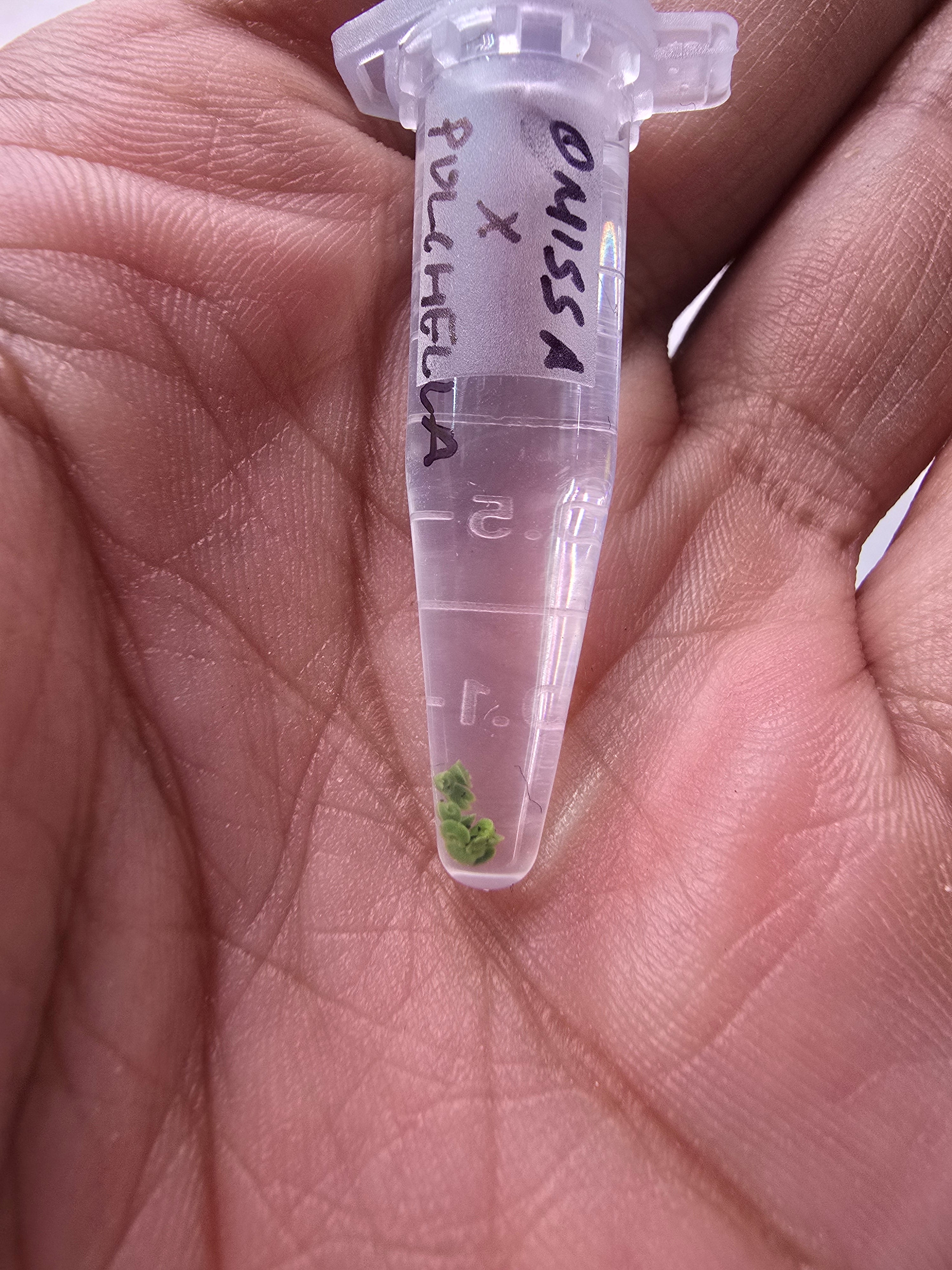 Drosera omissa x pulchella (10 x gemmae)