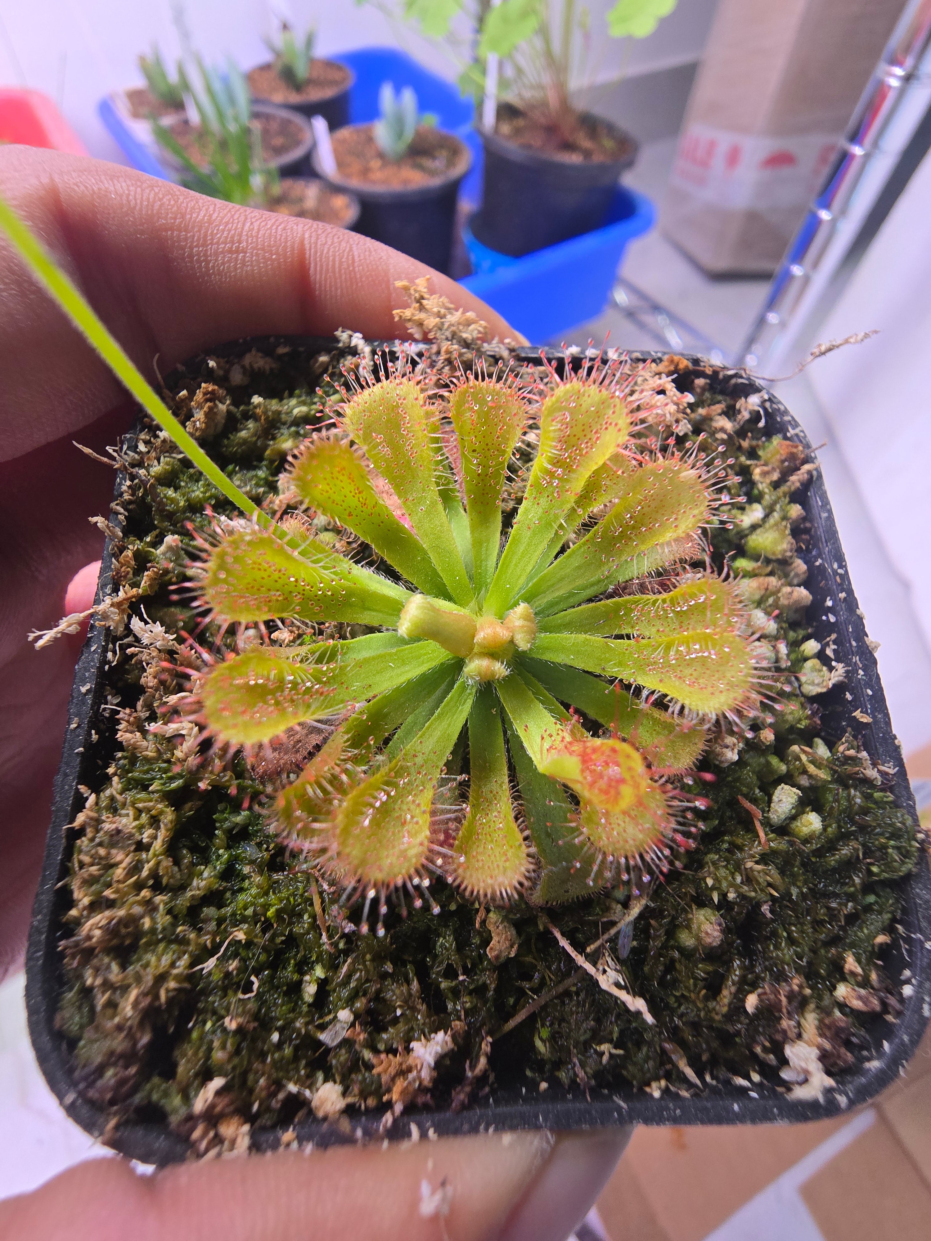 Drosera venusta