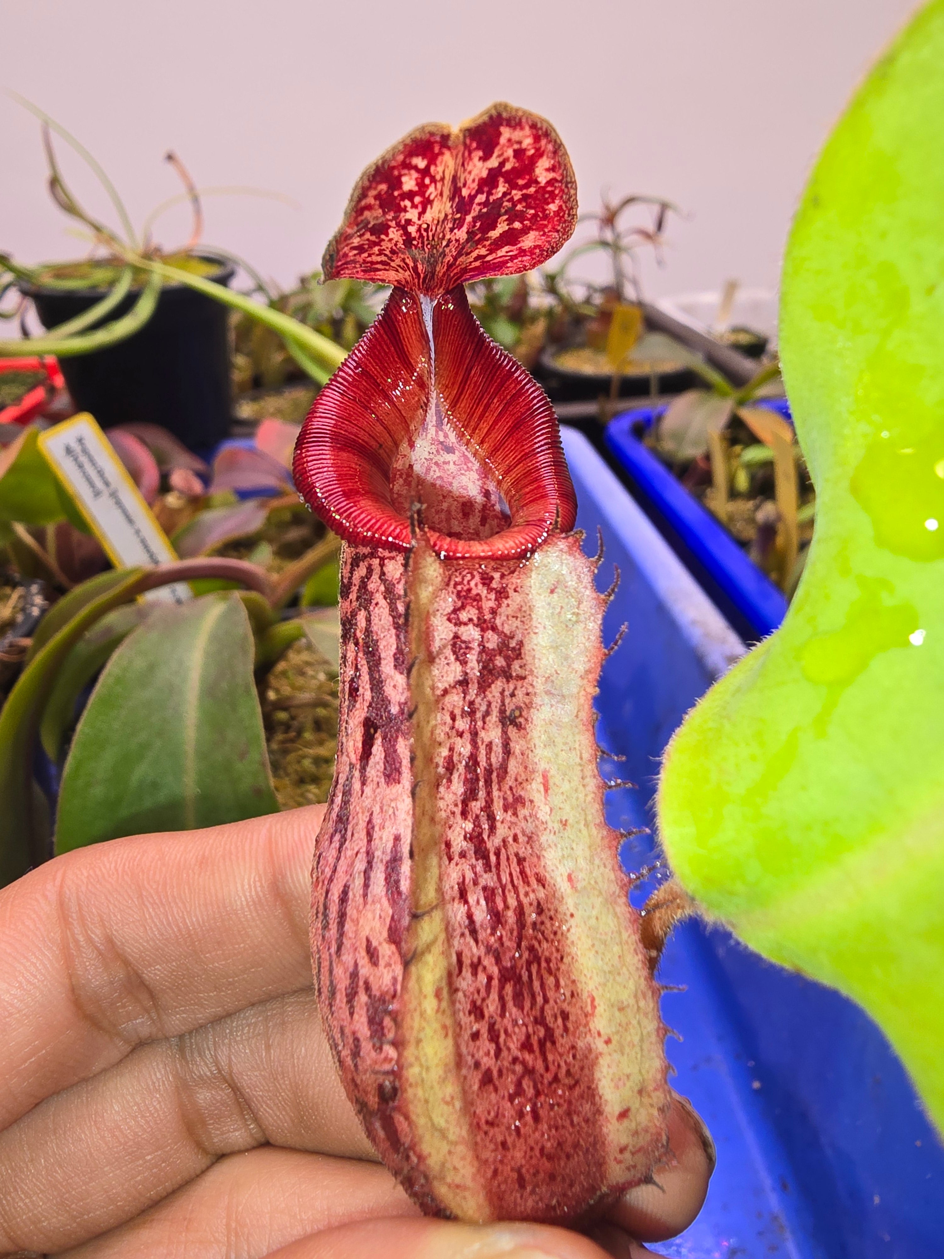 Nepenthes boschiana x veitchii candy bario