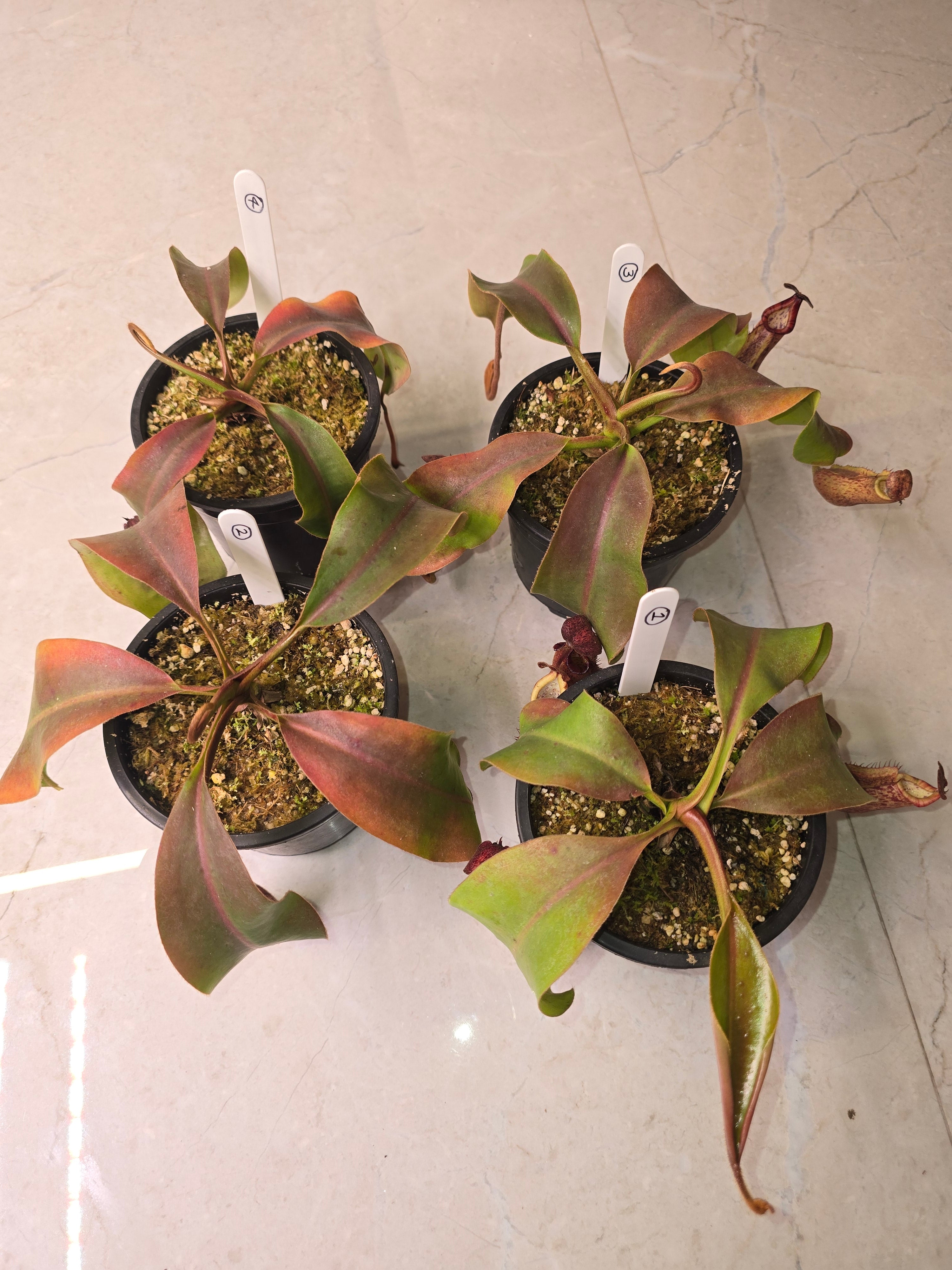 Nepenthes boschiana x veitchii candy bario