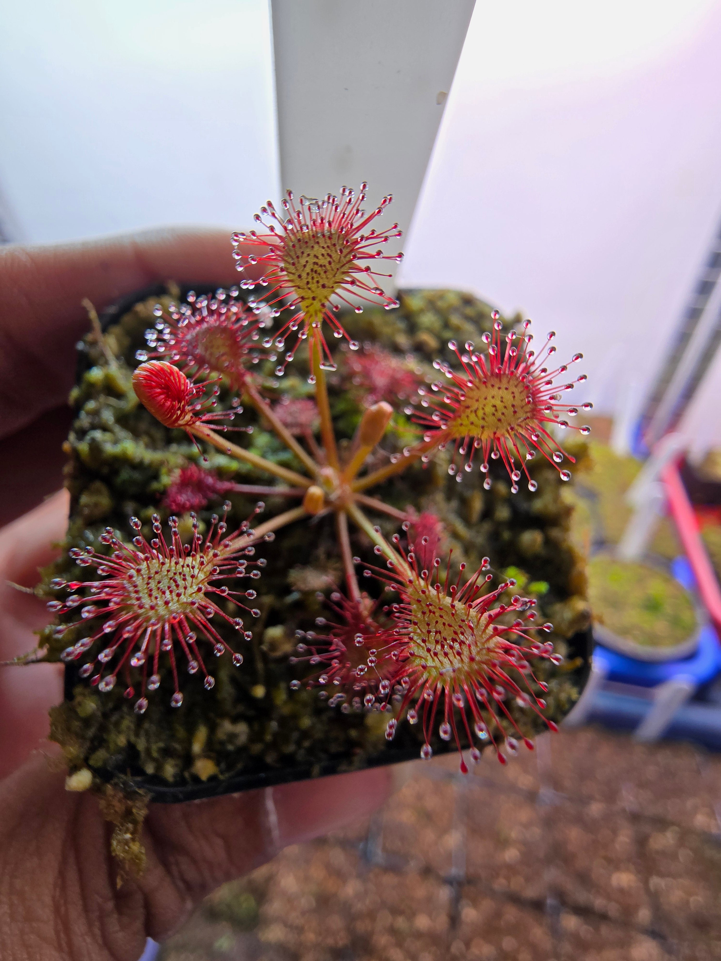 Drosera x eloisiana