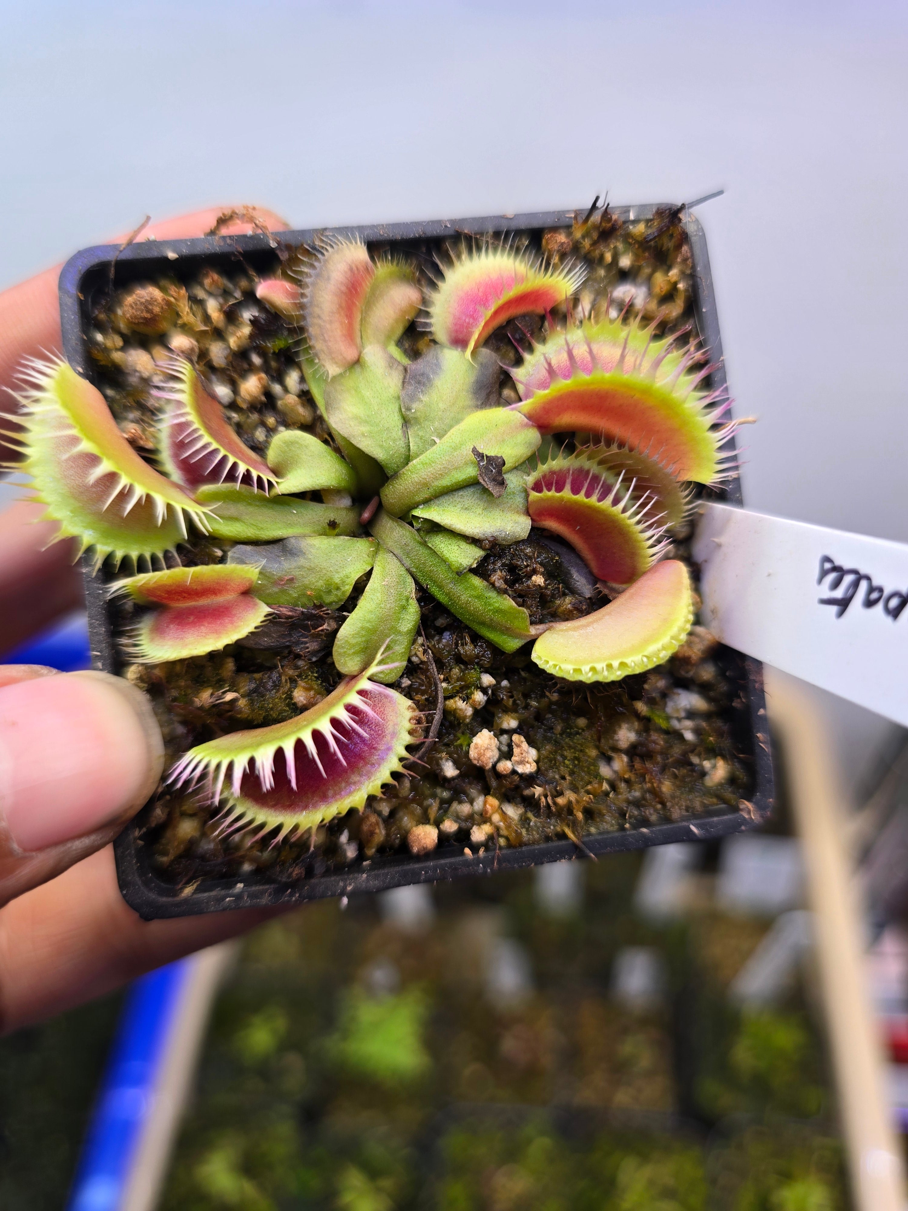Dionaea muscipula 'louchapates'