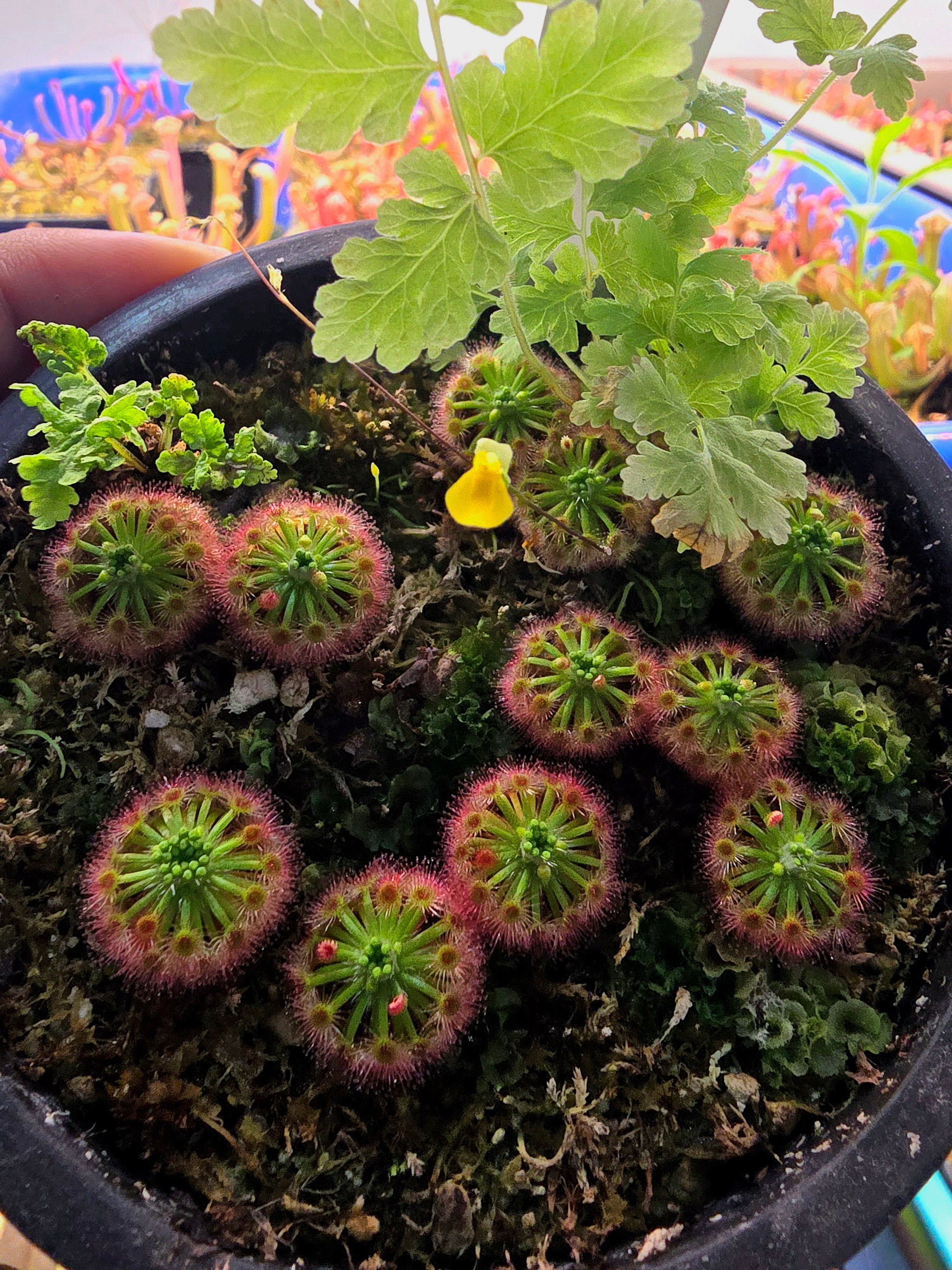 Drosera callistos