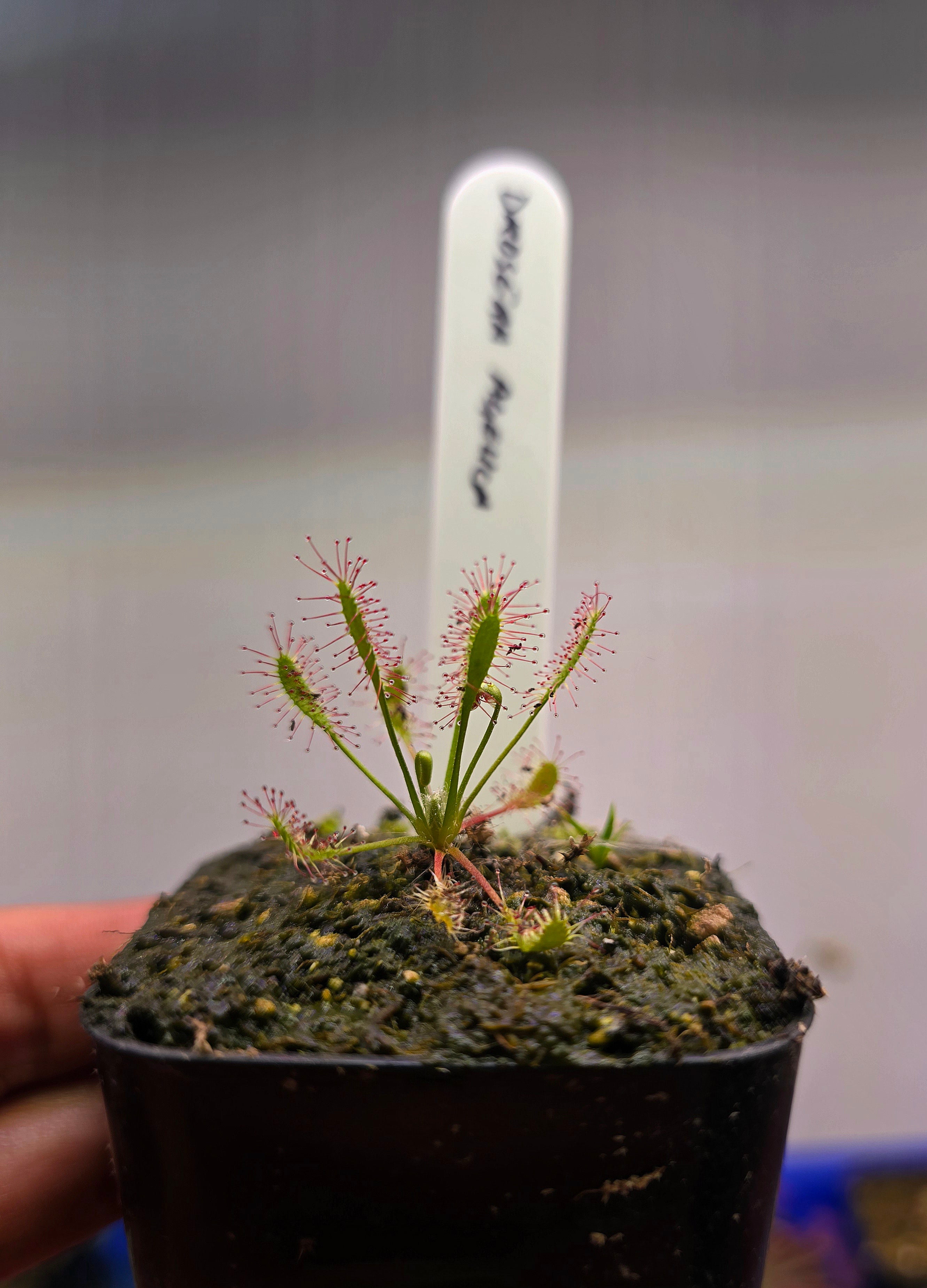 Drosera anglica
