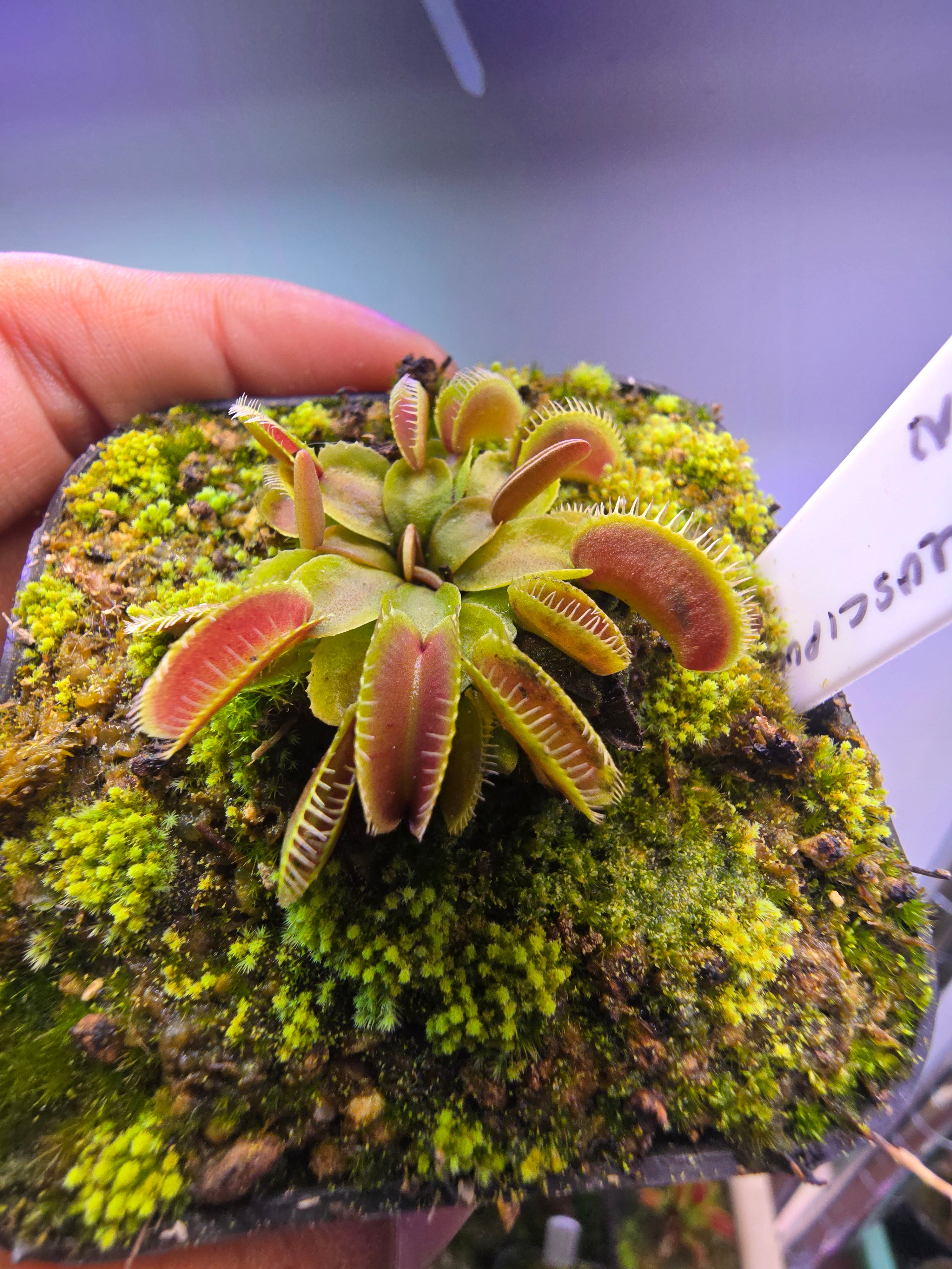 Dionaea muscipula 'Alien'