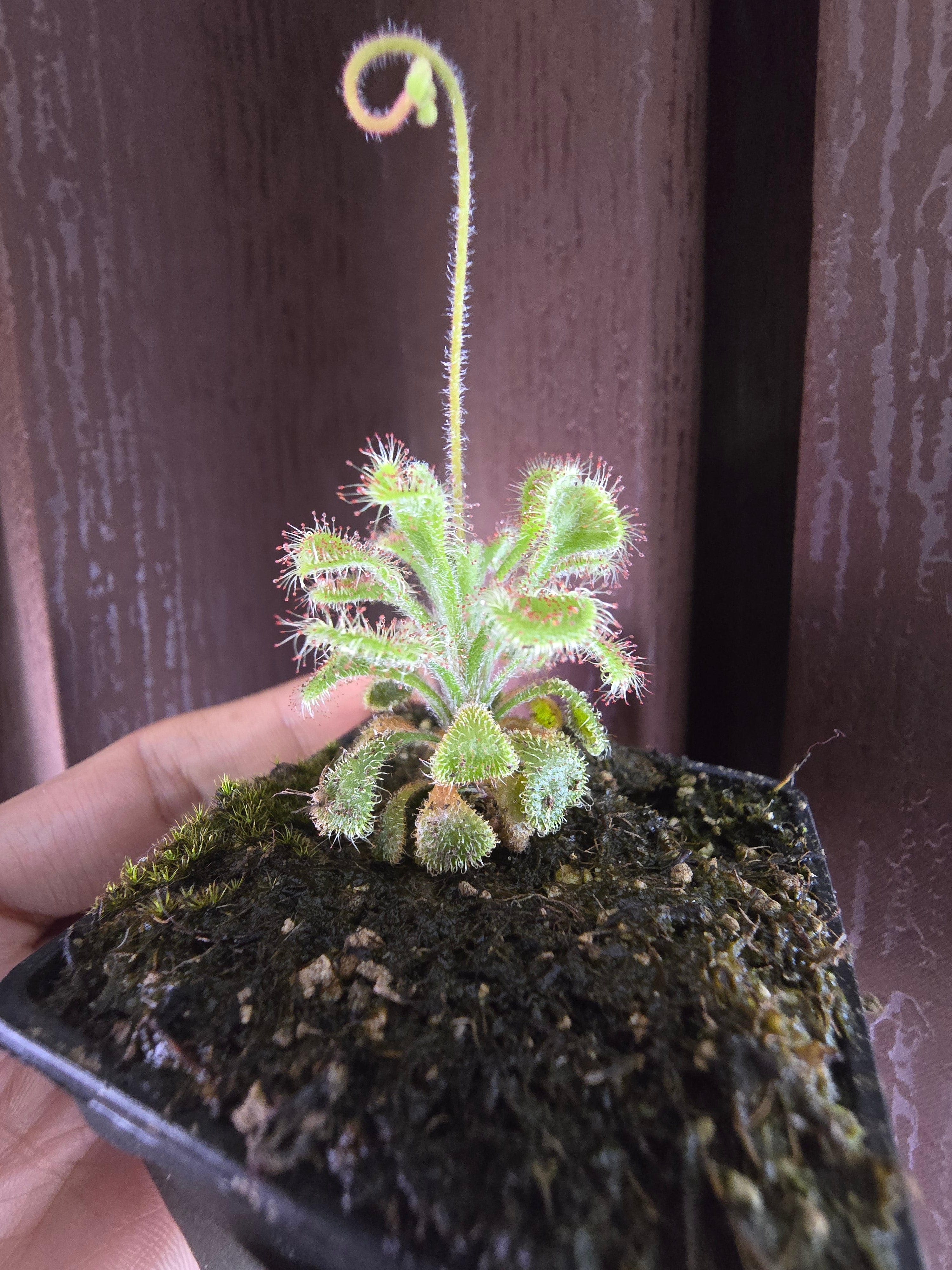 Drosera bequaertii