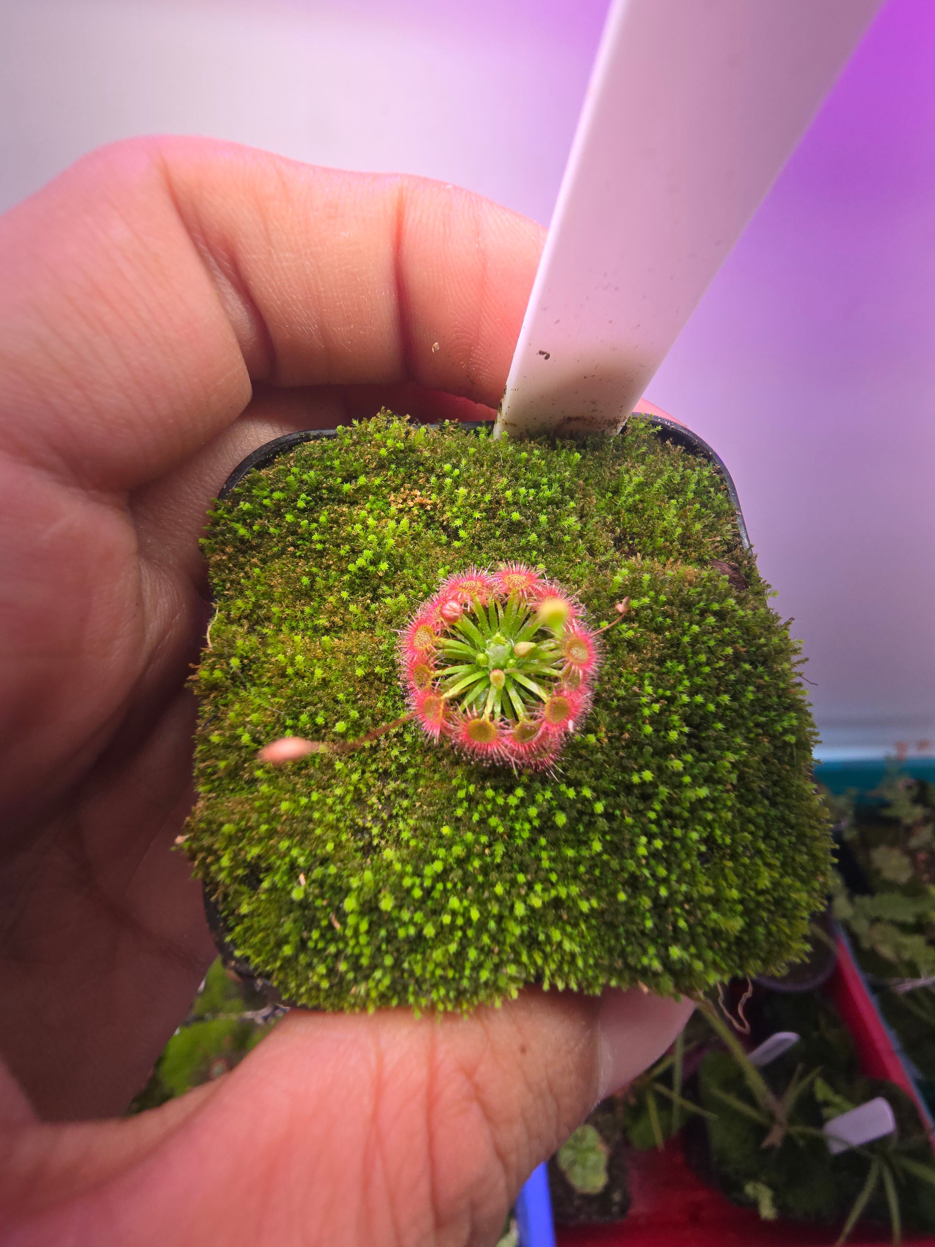 Drosera badgerupii