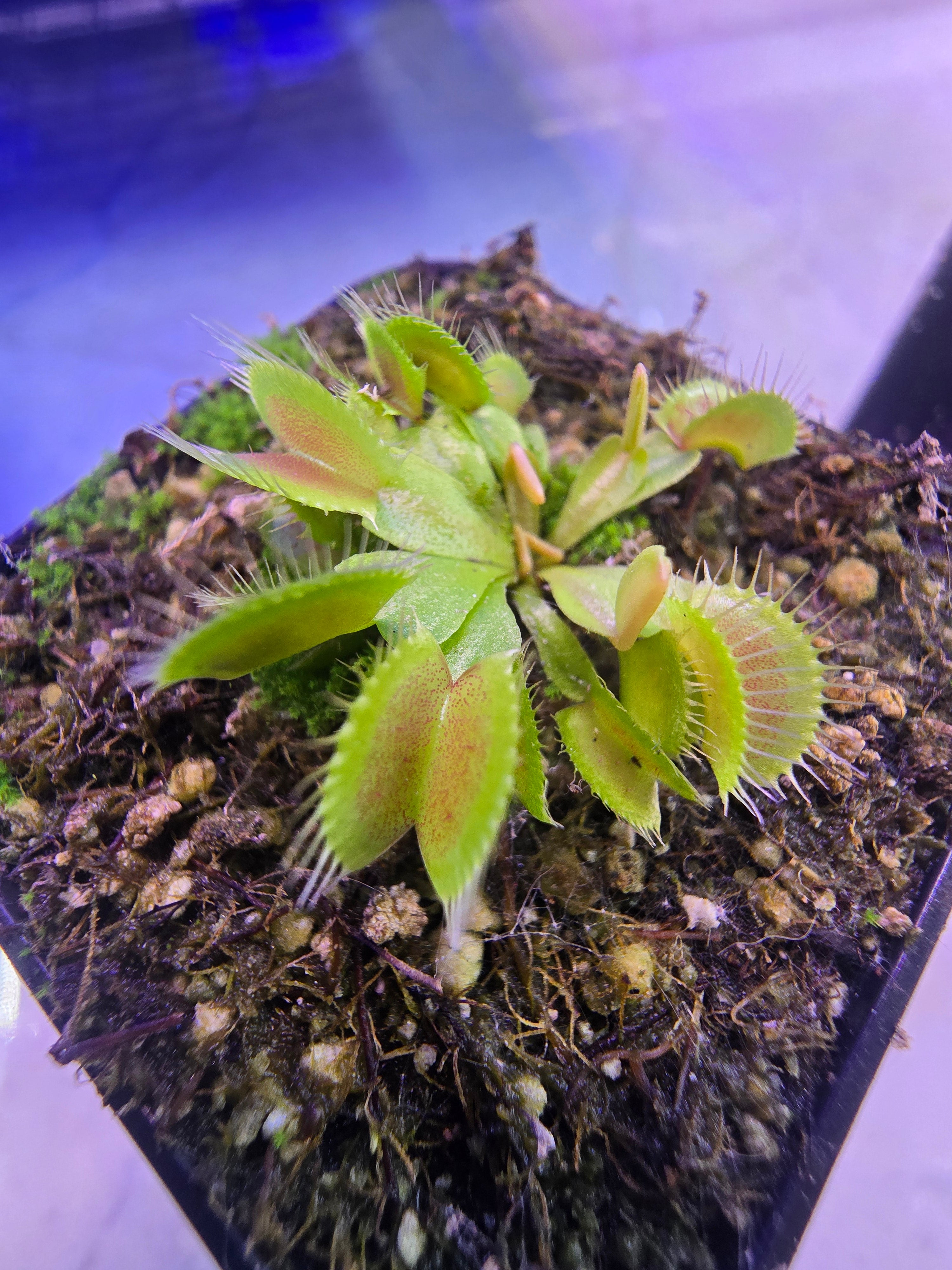 Dionaea muscipula (typical)