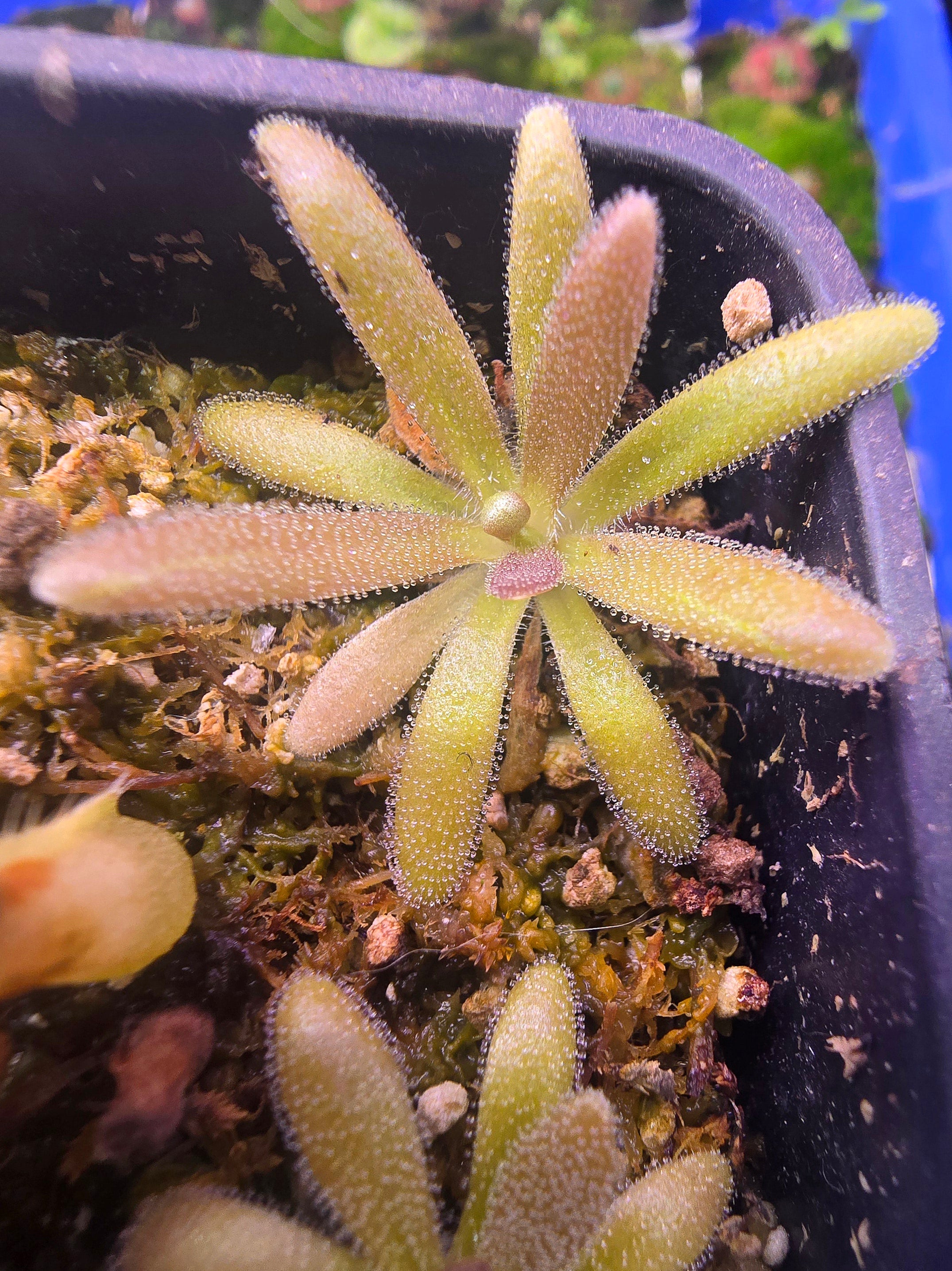 Pinguicula sumidero x gypsicola