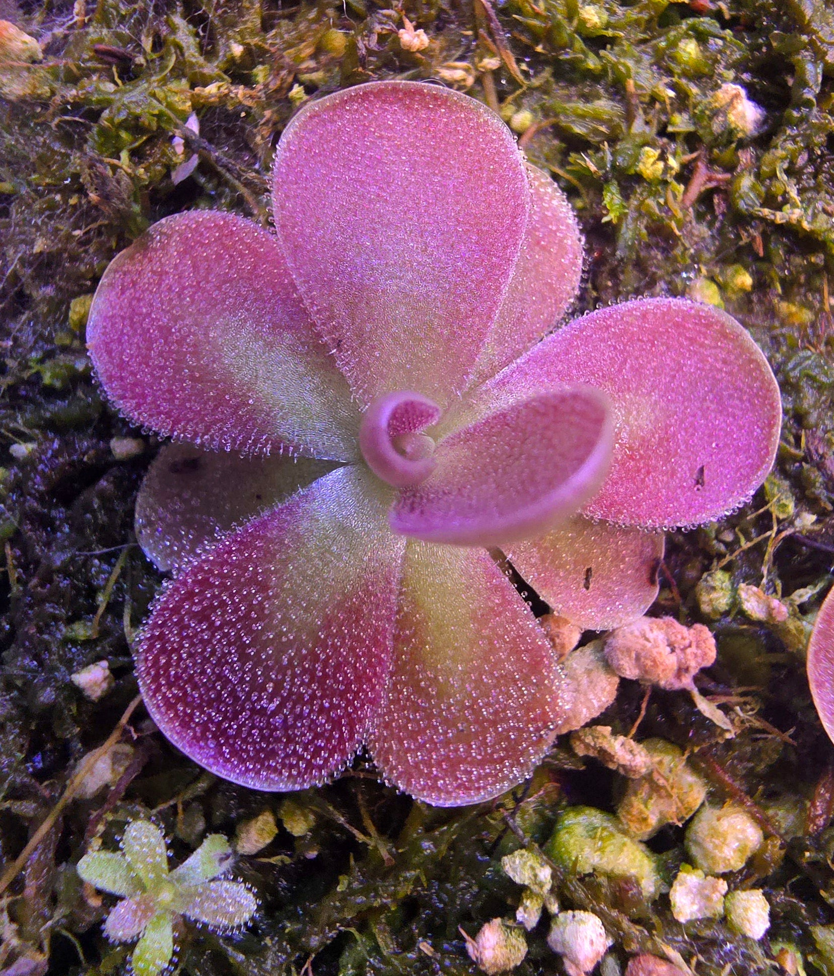 Pinguicula johanna