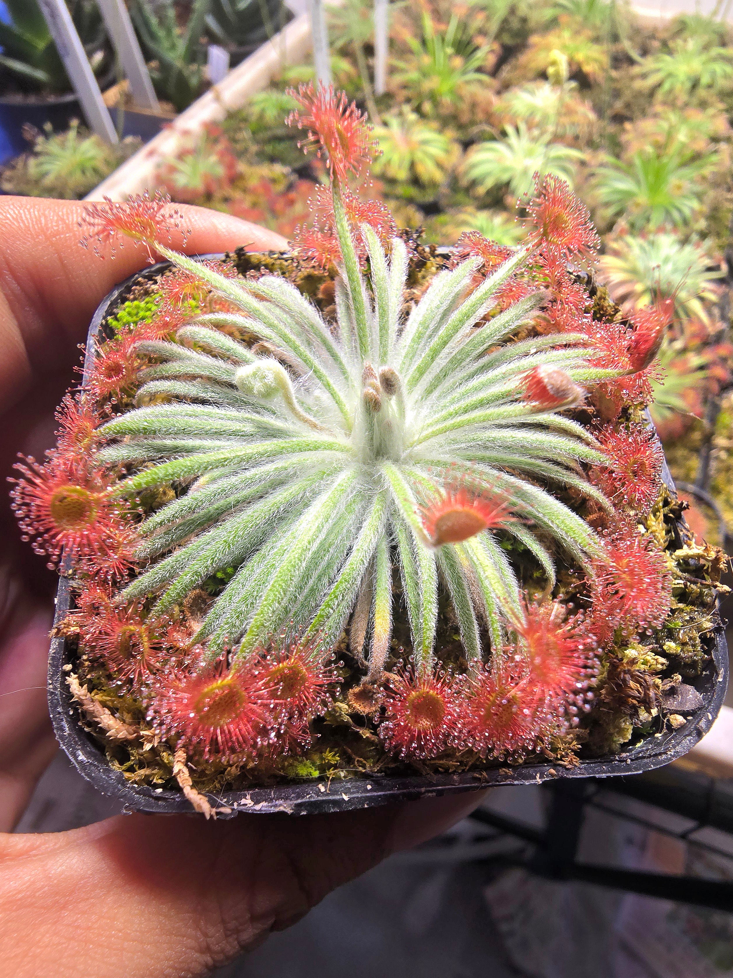 D. derbyensis x falconeri x lanata