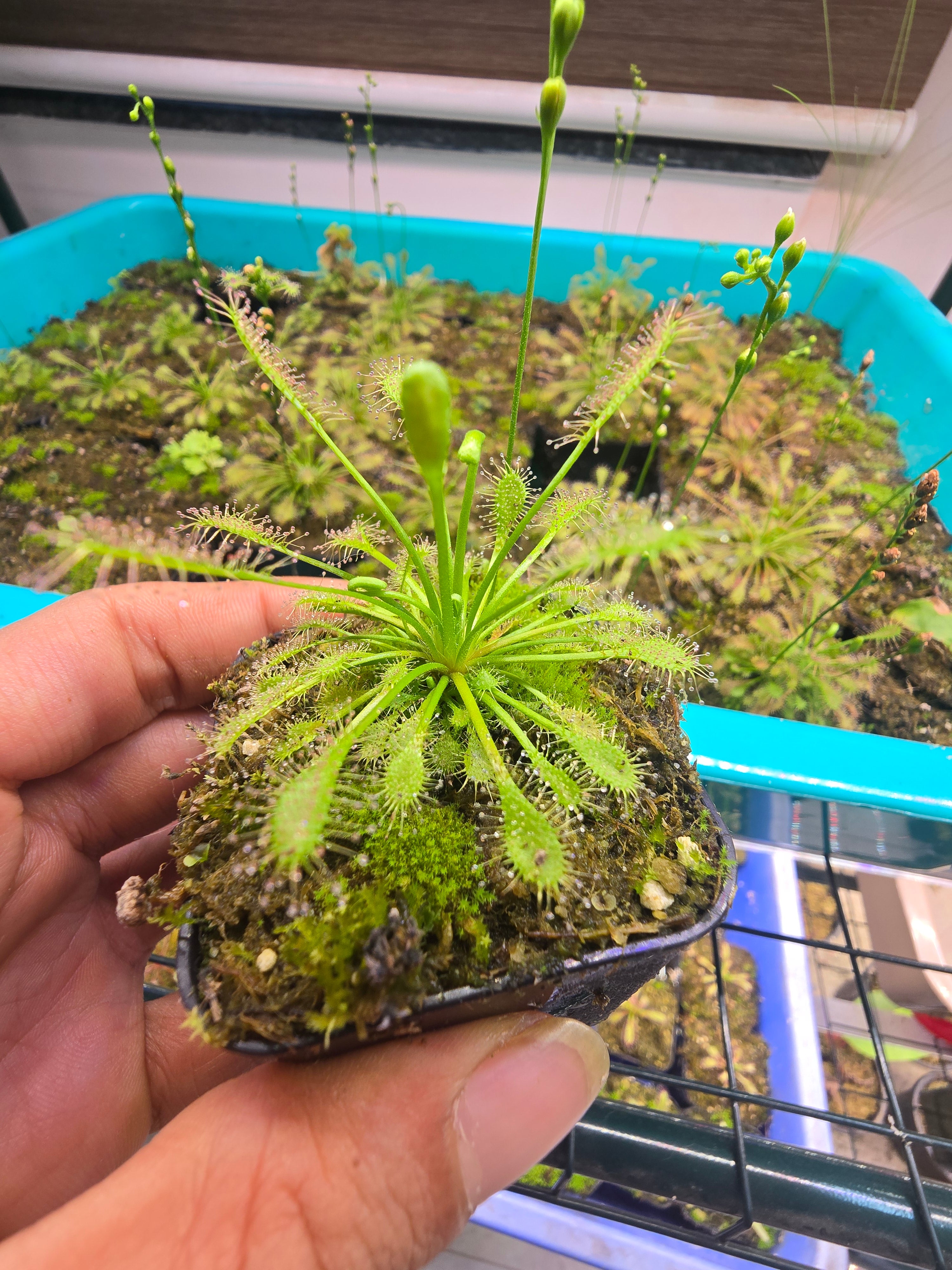 Drosera intermedia pack of 30  seeds
