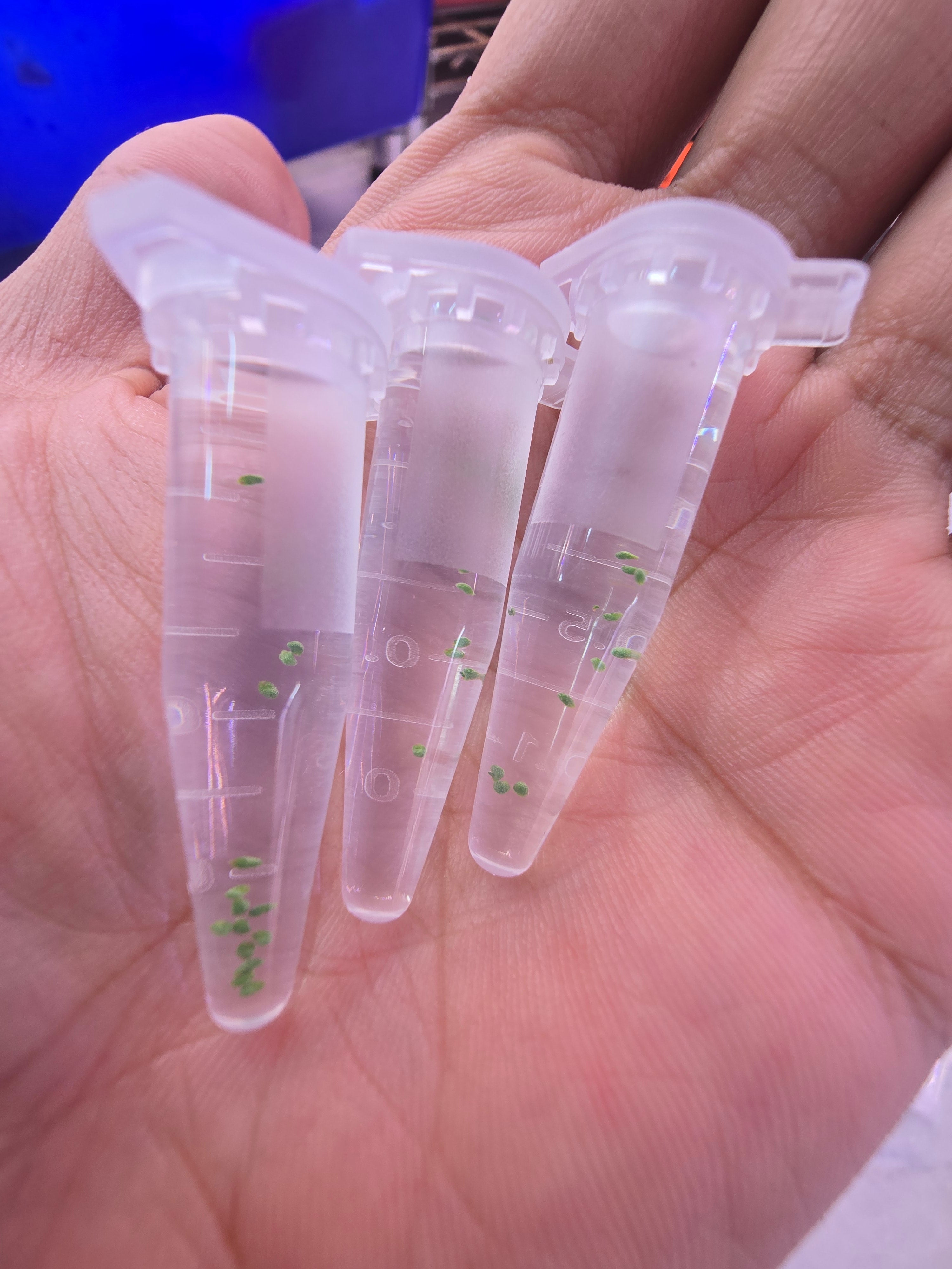 Drosera micrantha (gemmae 12x)