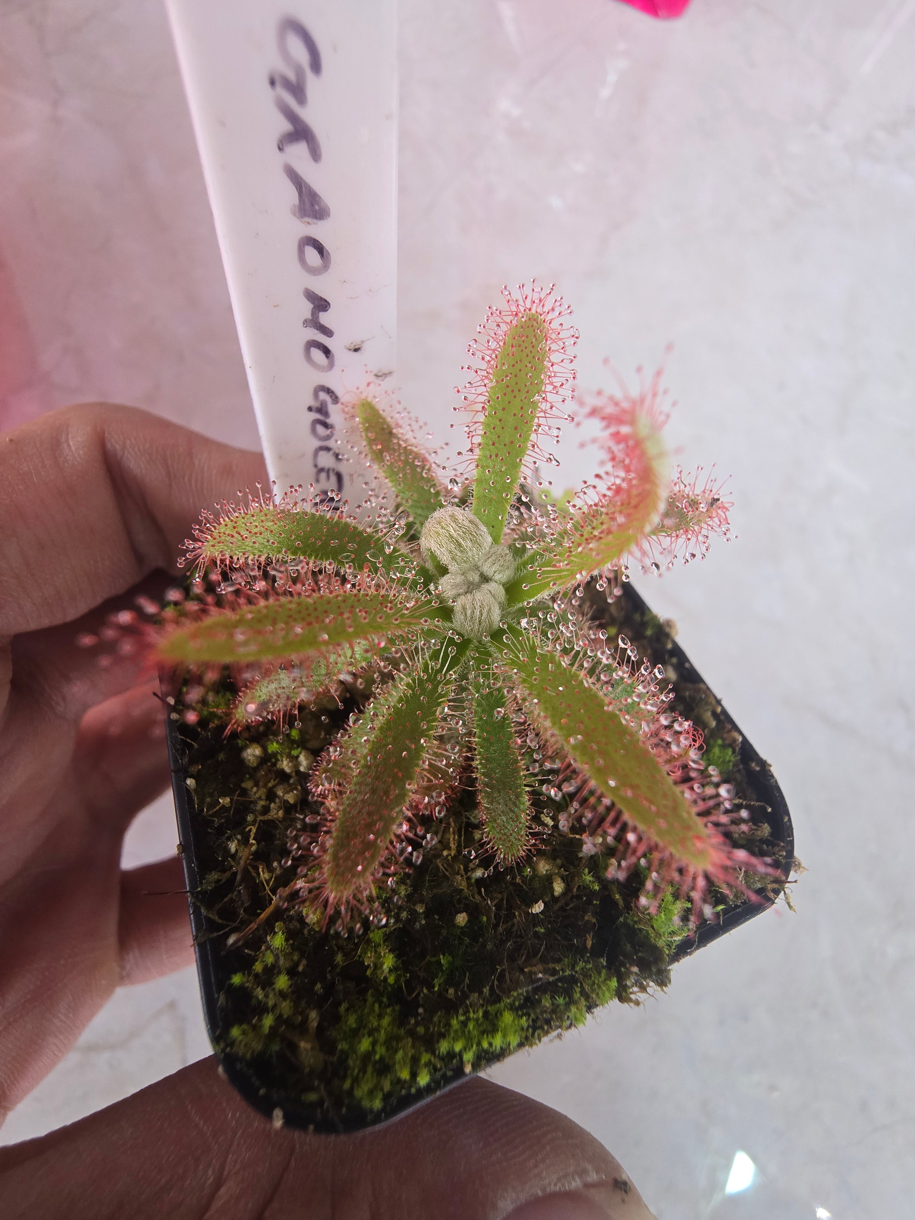 Drosera graomogolensis