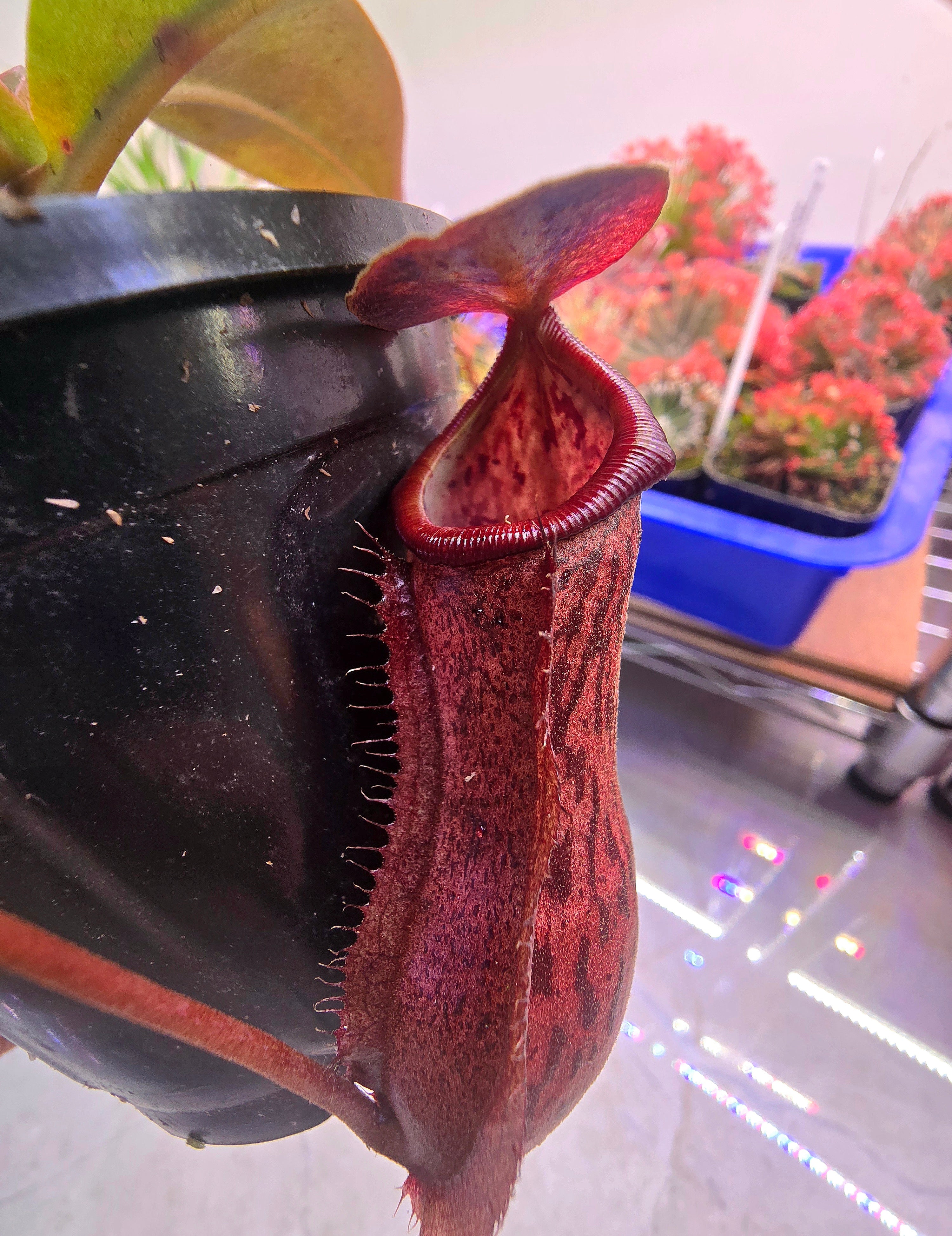 Nepenthes boschiana x northiana