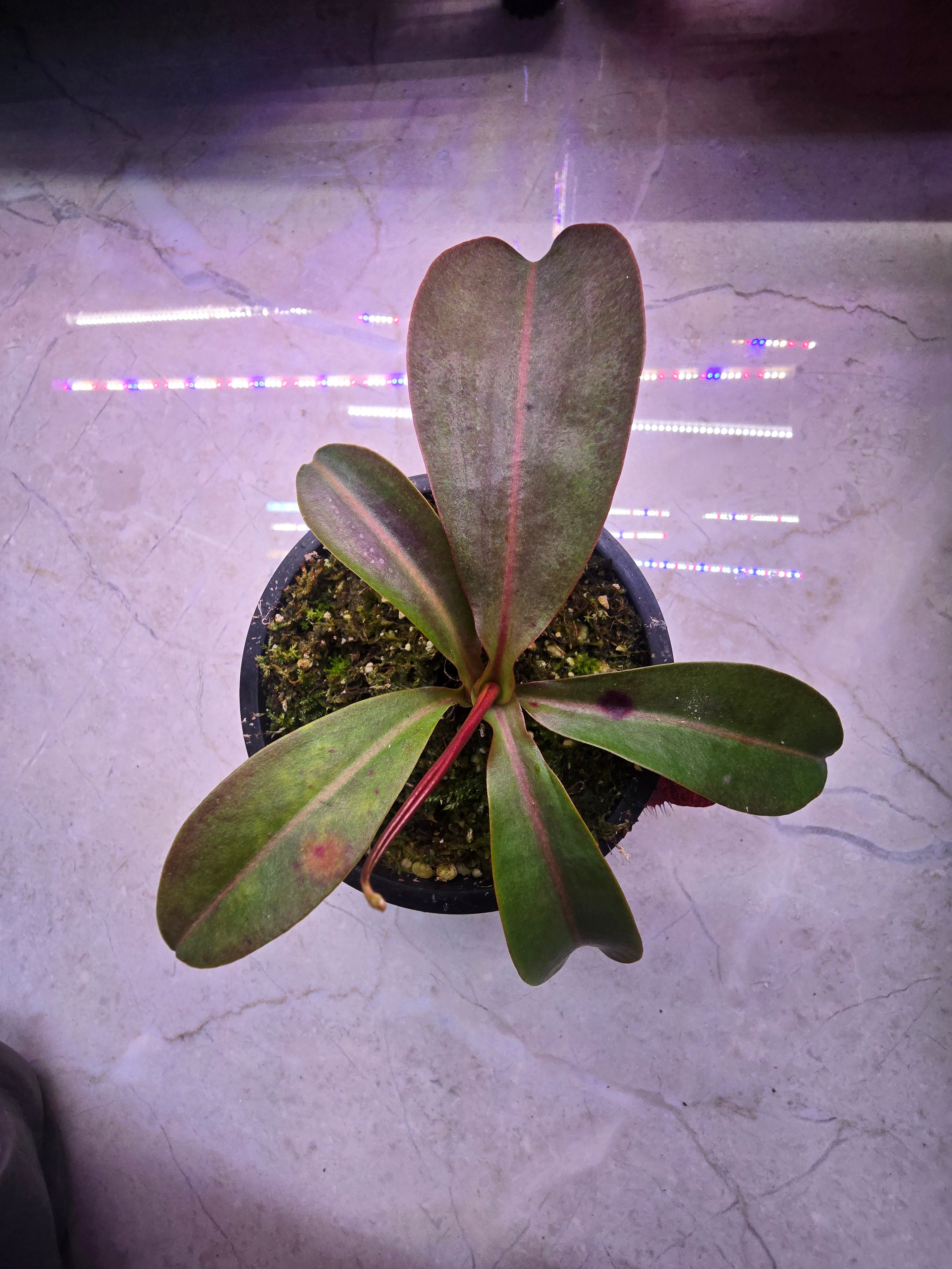 Nepenthes boschiana x northiana